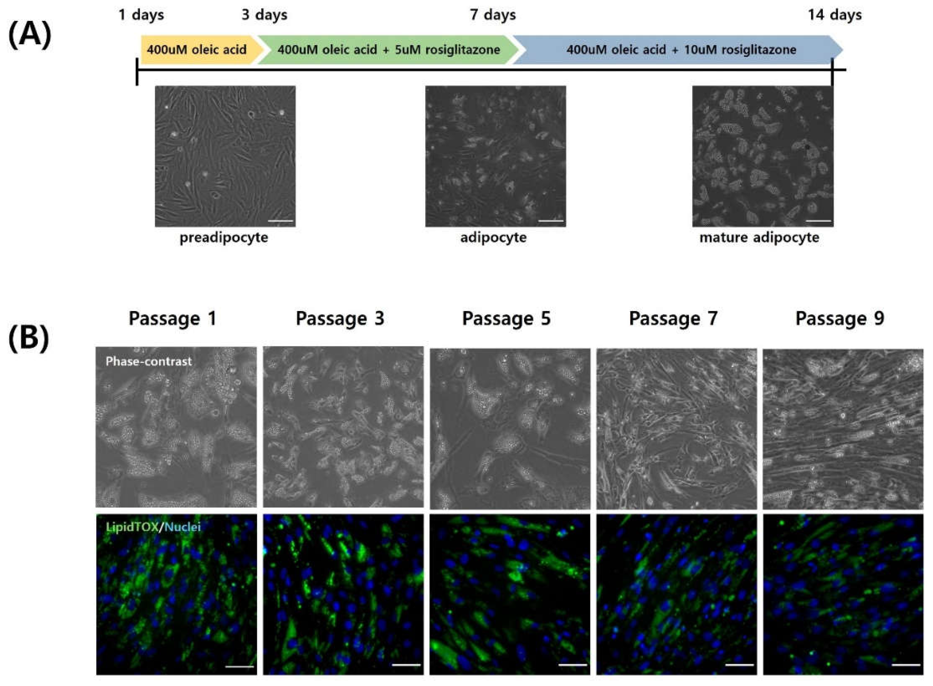 Preprints 115970 g005