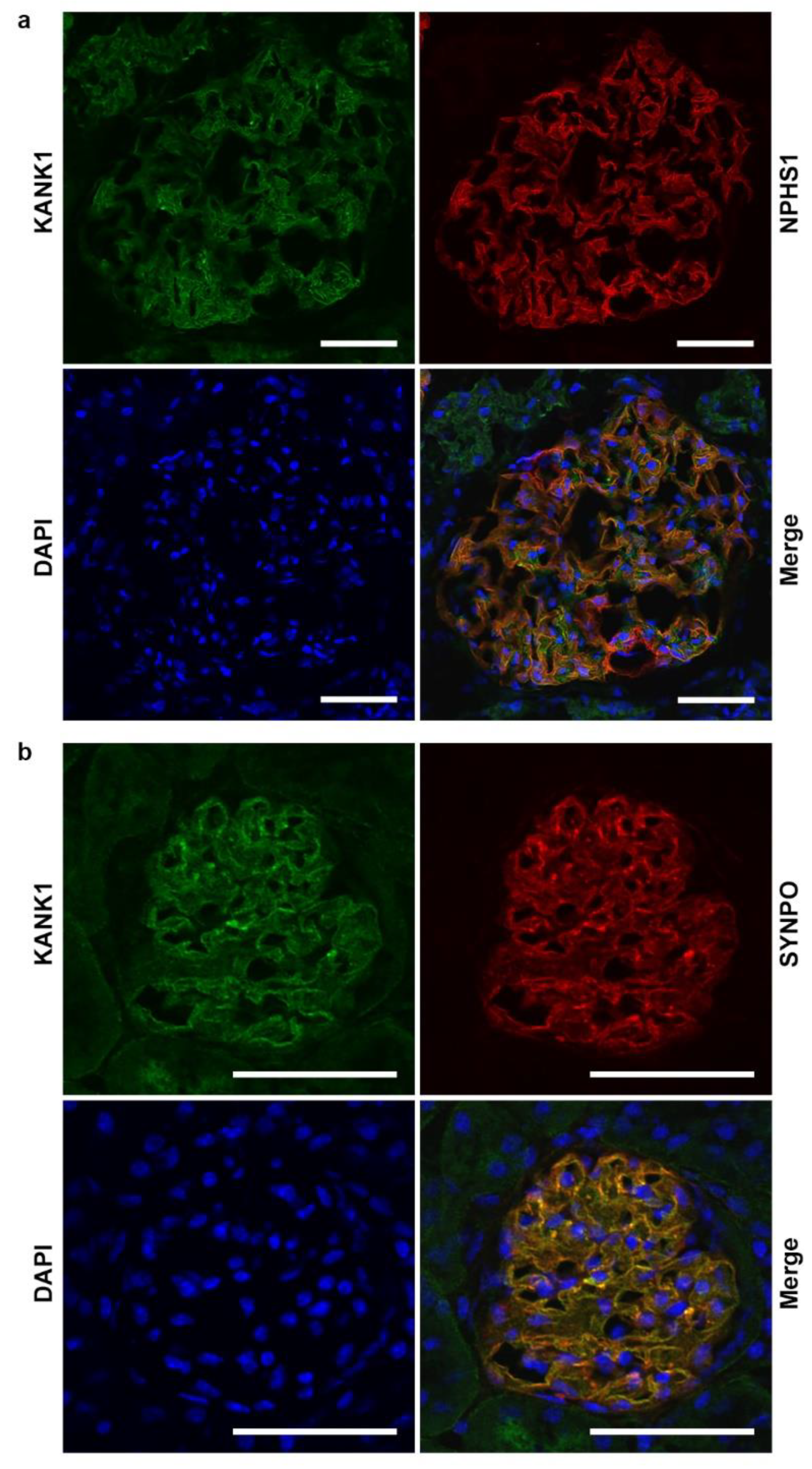 Preprints 104828 g001