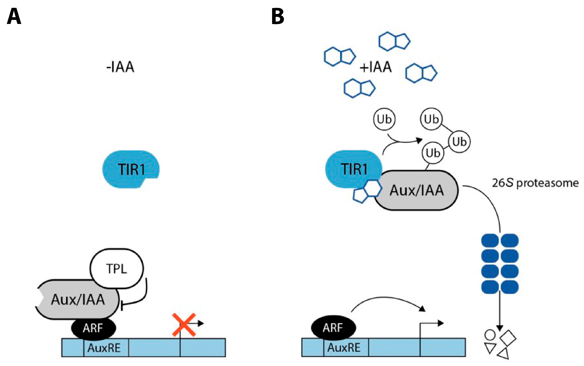 Preprints 66889 g001