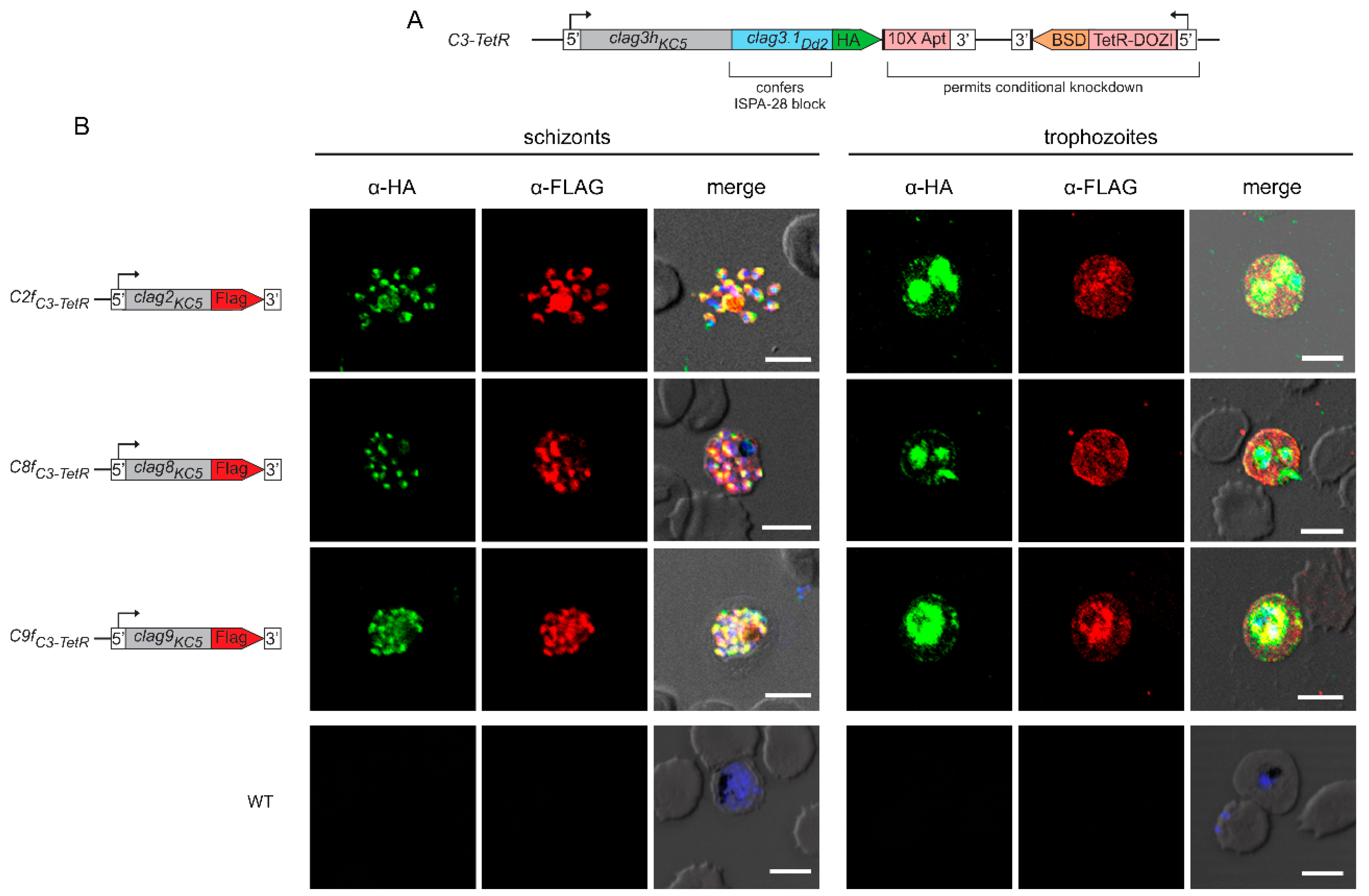 Preprints 104382 g001