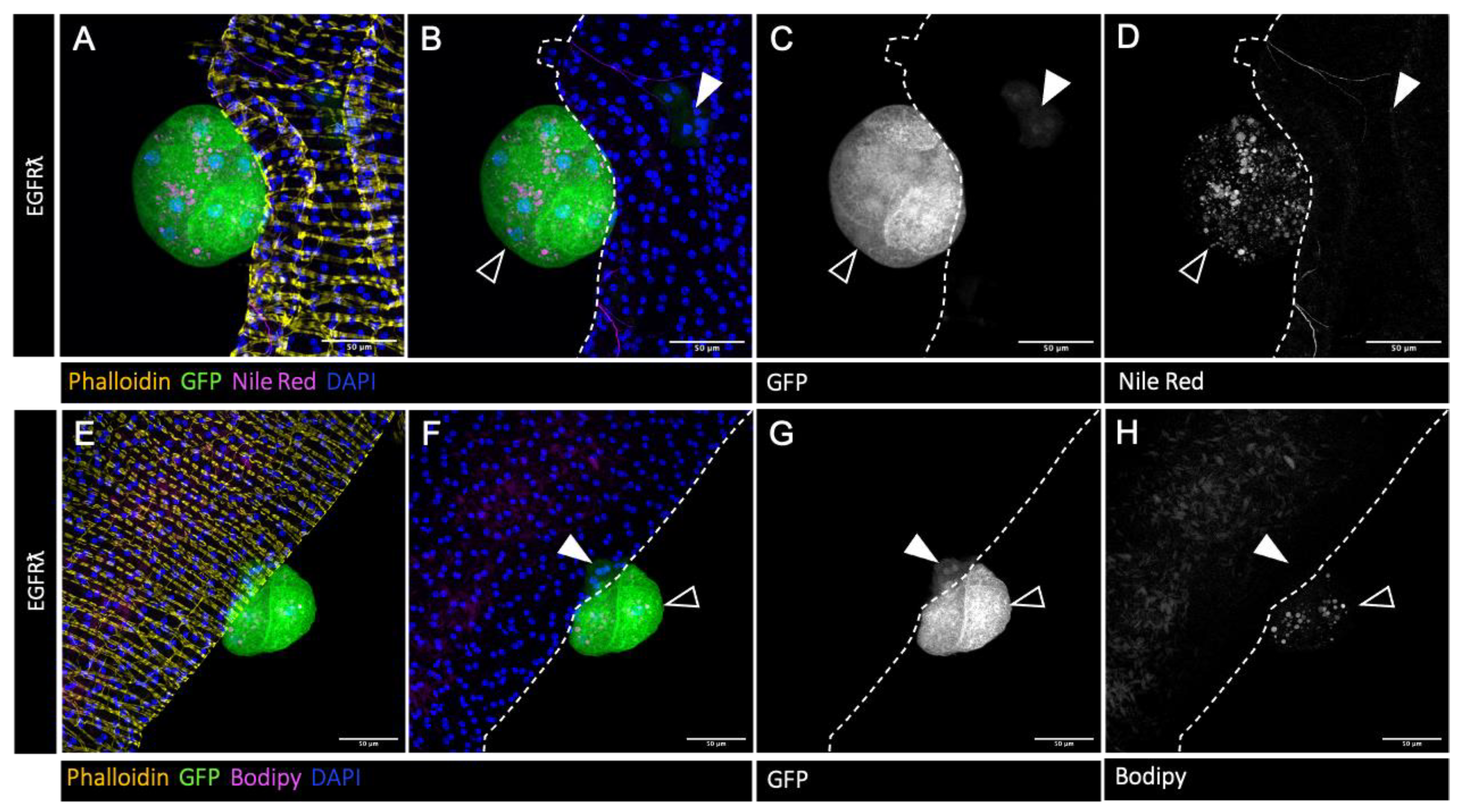 Preprints 105825 g001