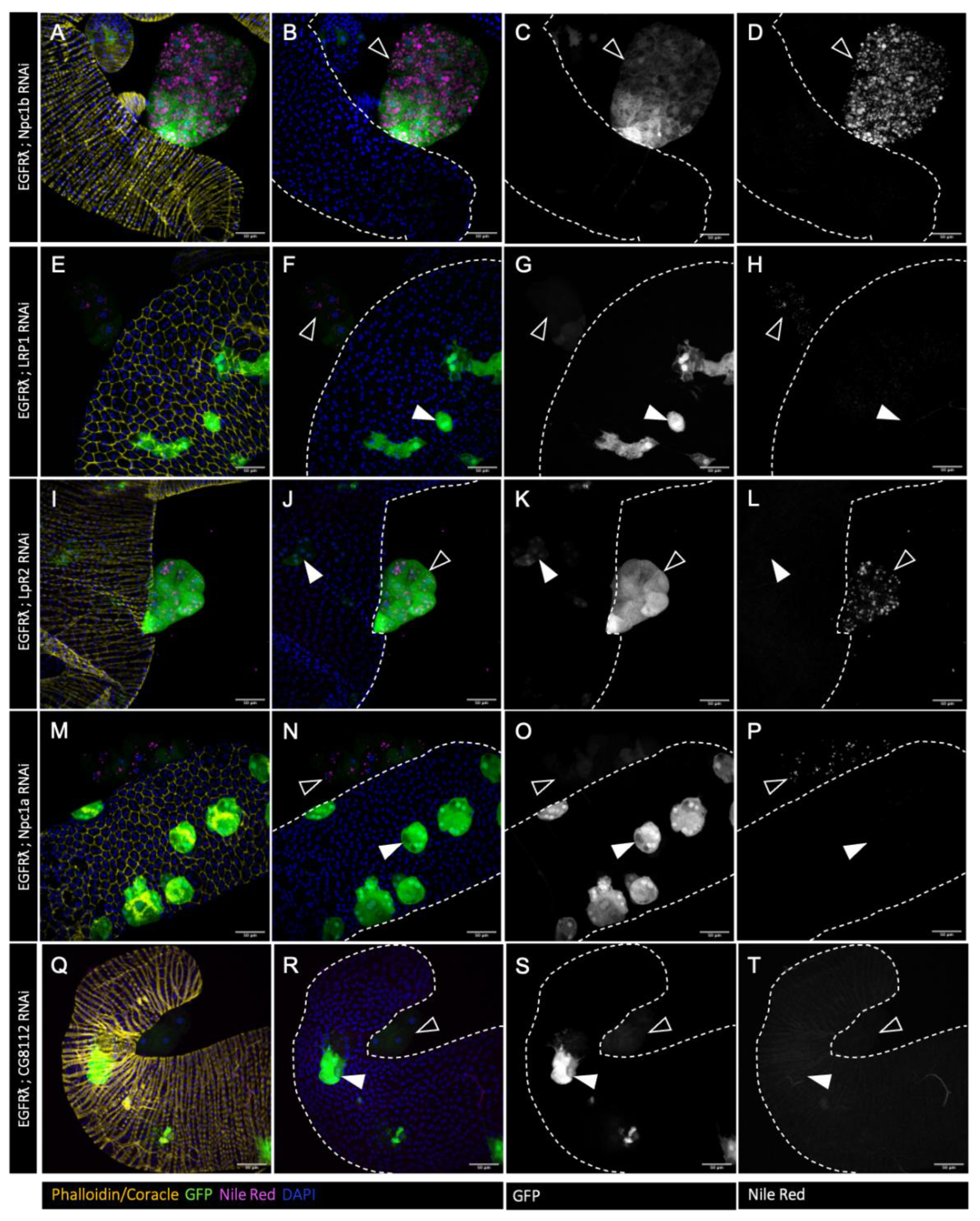 Preprints 105825 g002