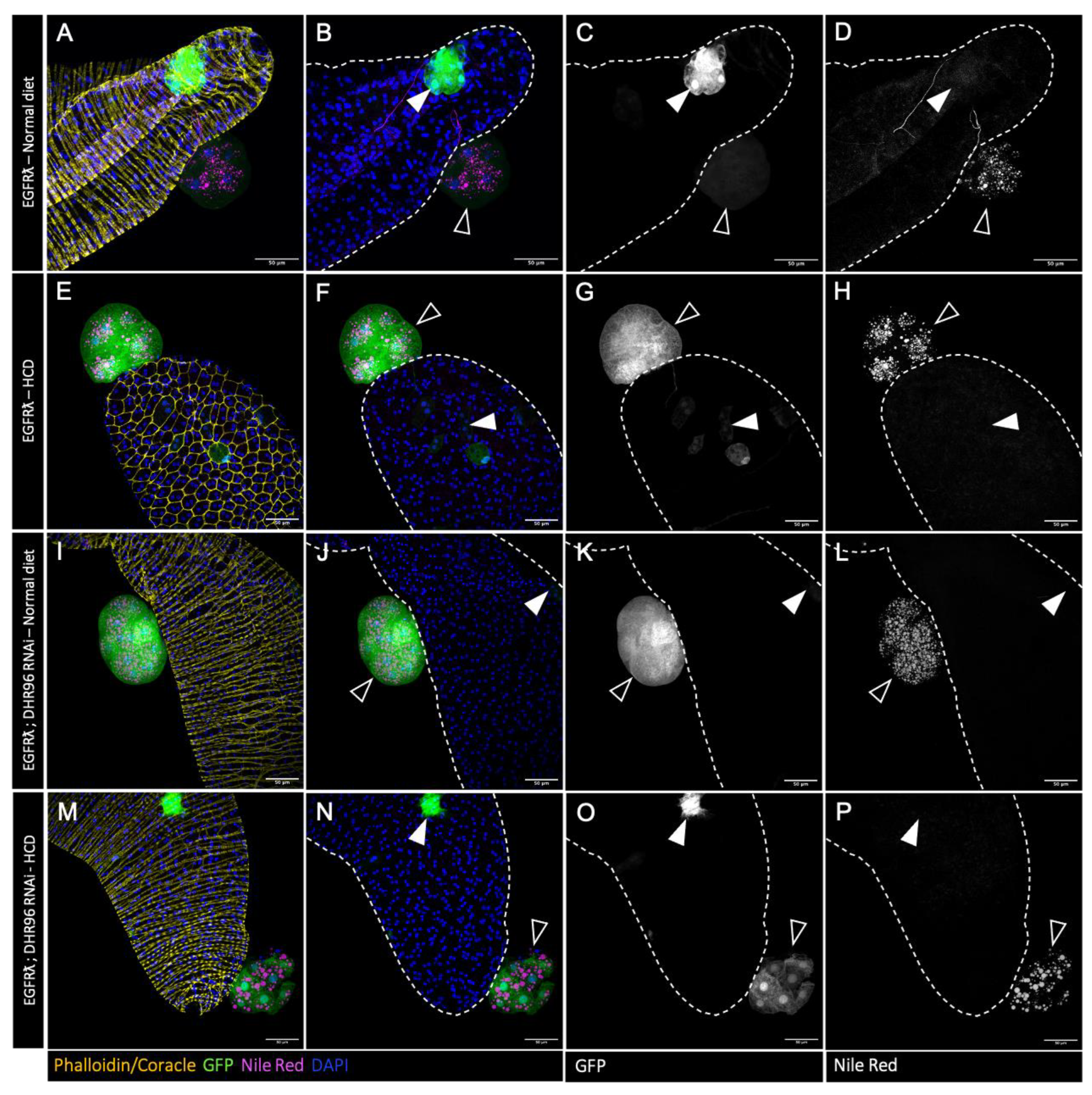 Preprints 105825 g004