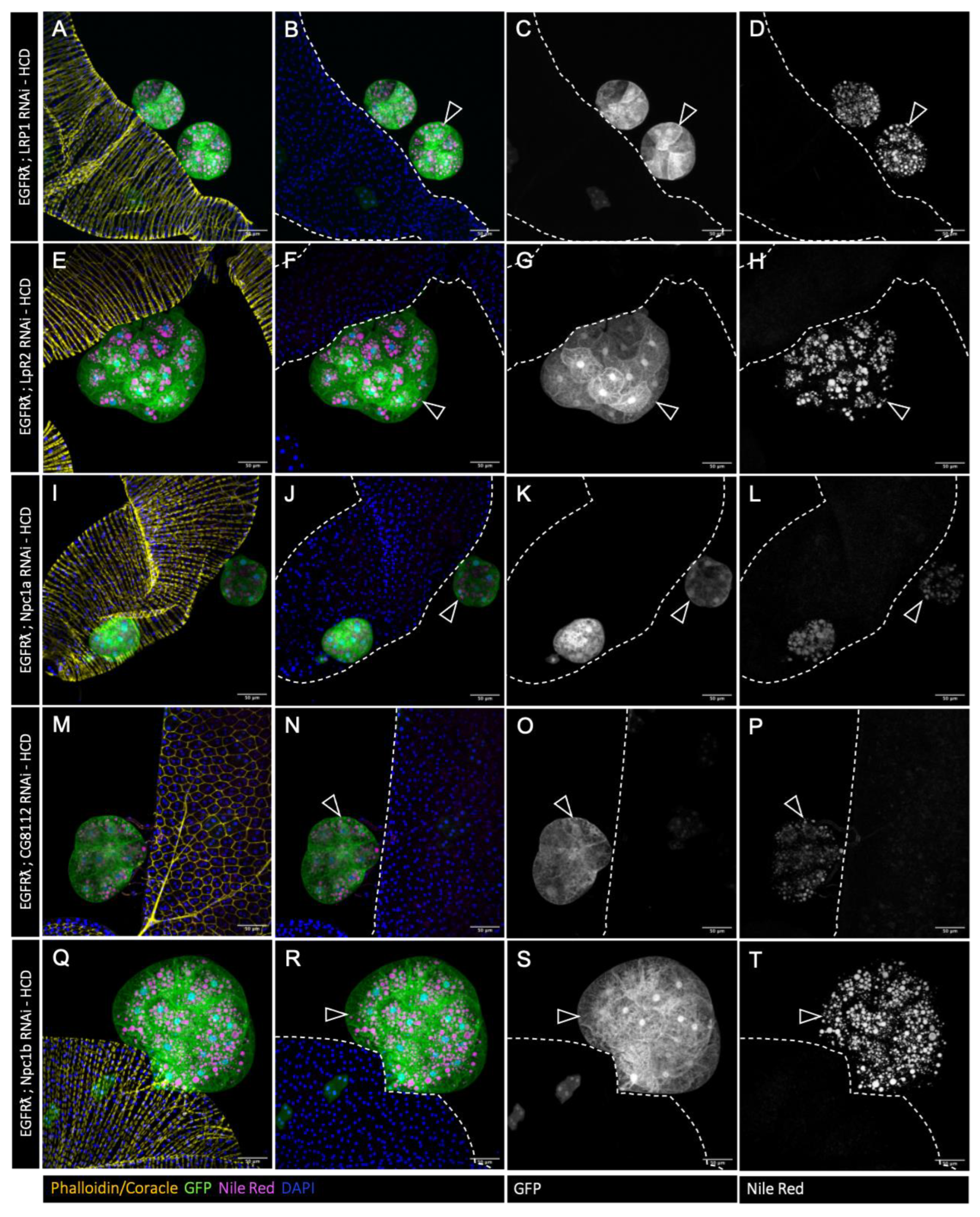 Preprints 105825 g006