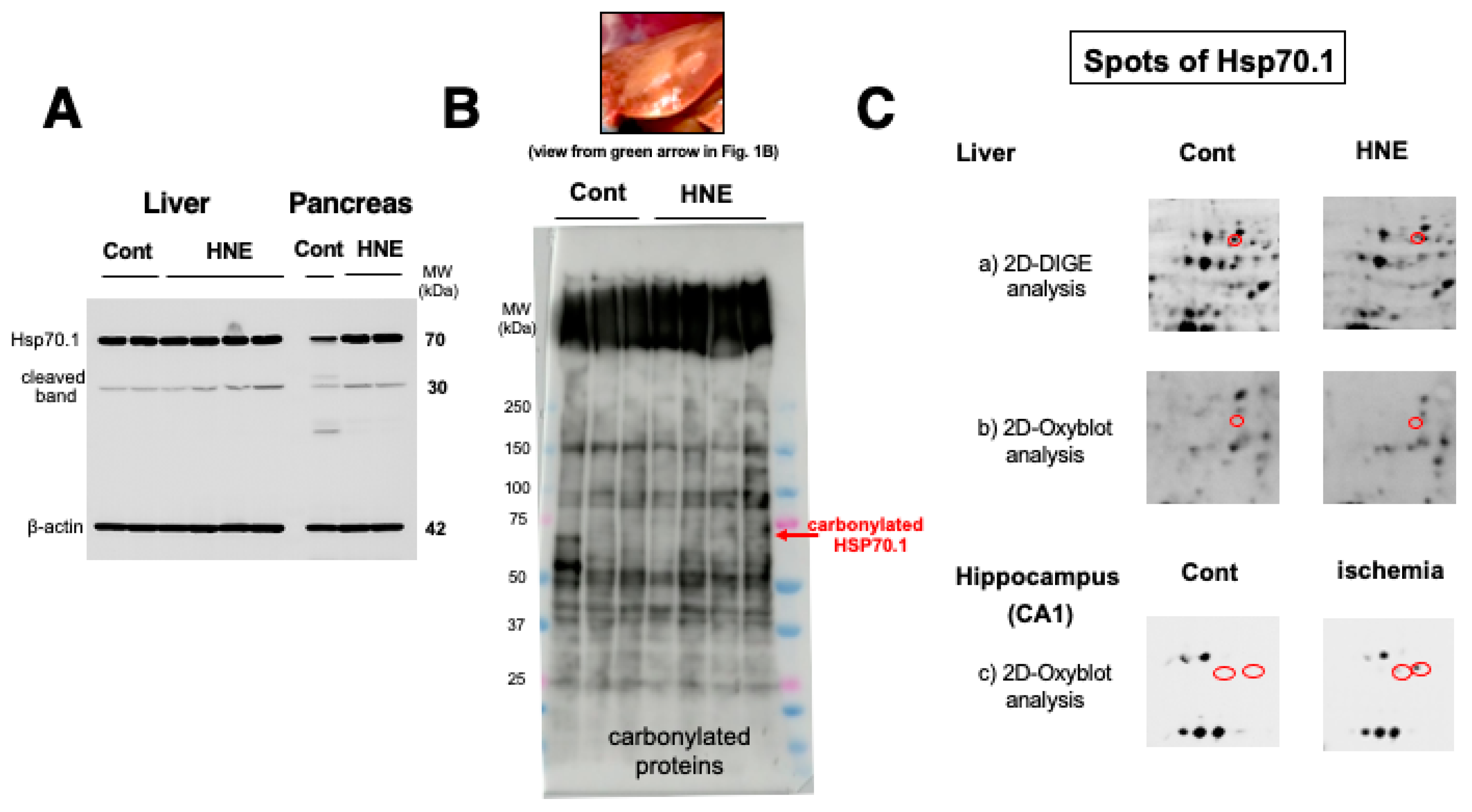 Preprints 69290 g002