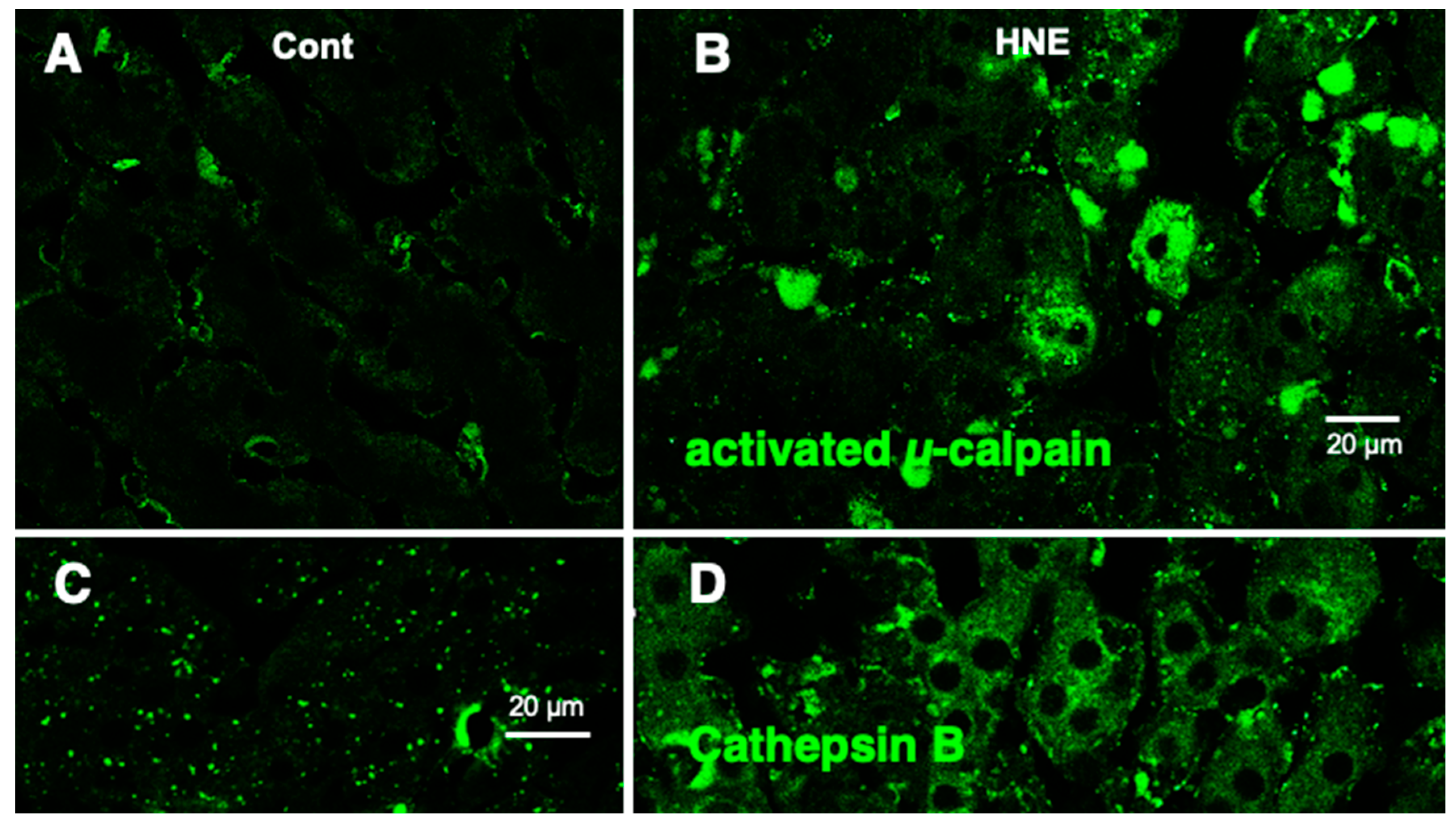 Preprints 69290 g006