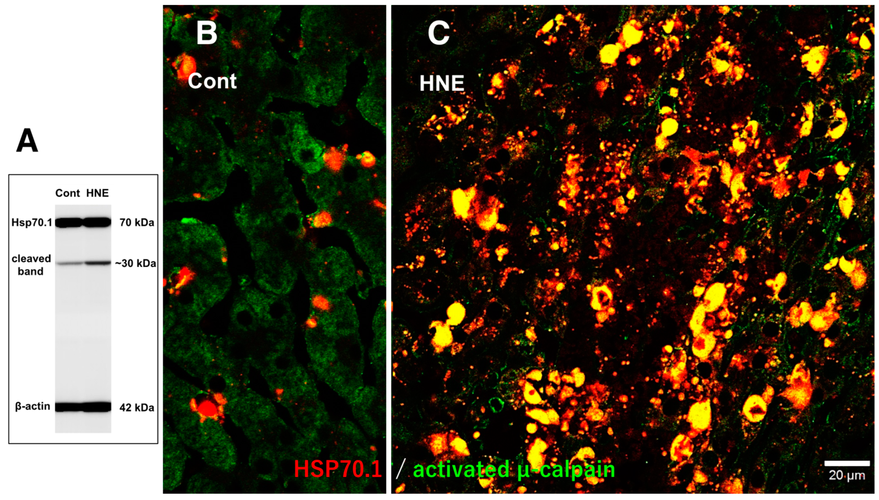 Preprints 69290 g007