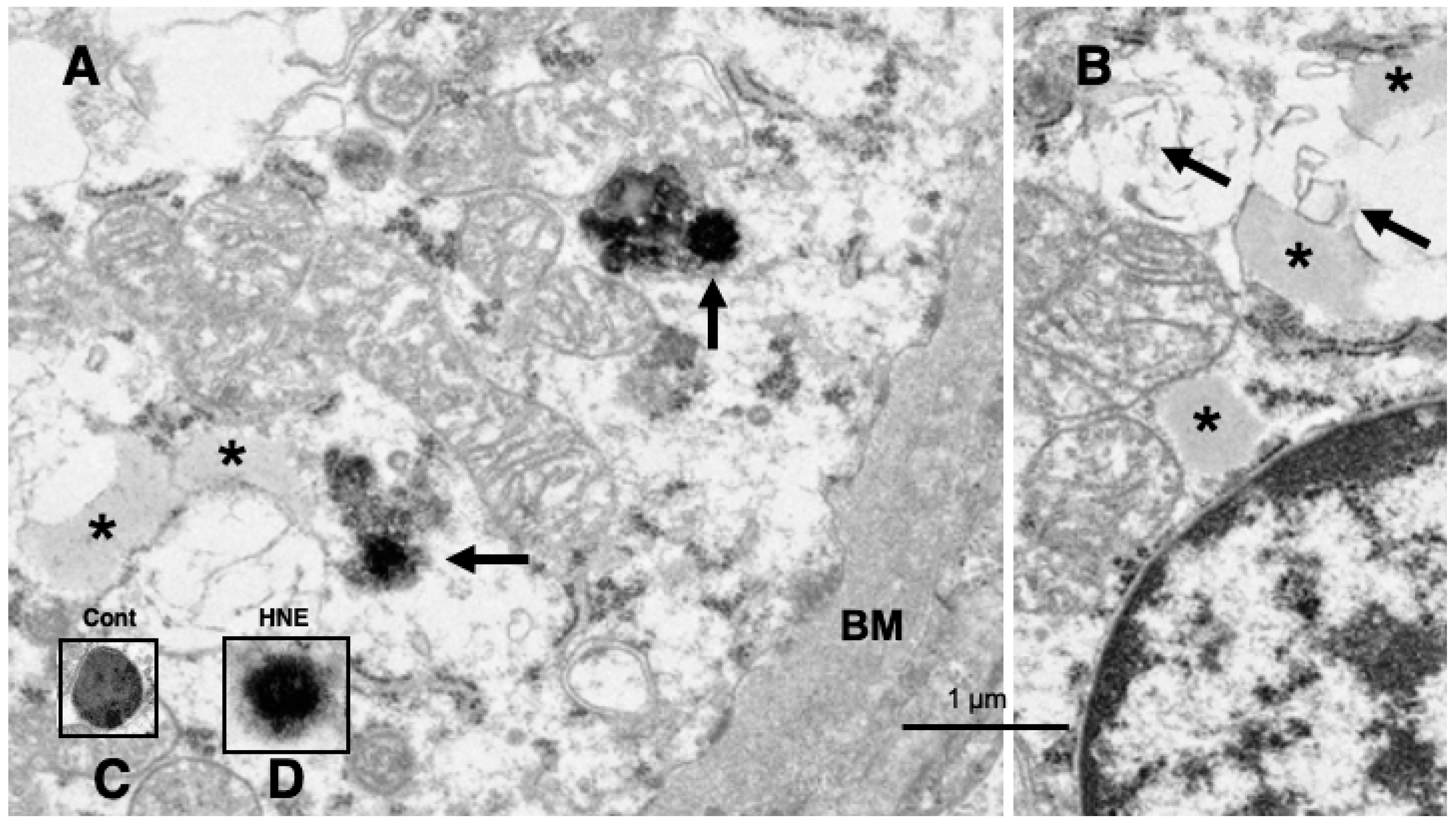 Preprints 69290 g008