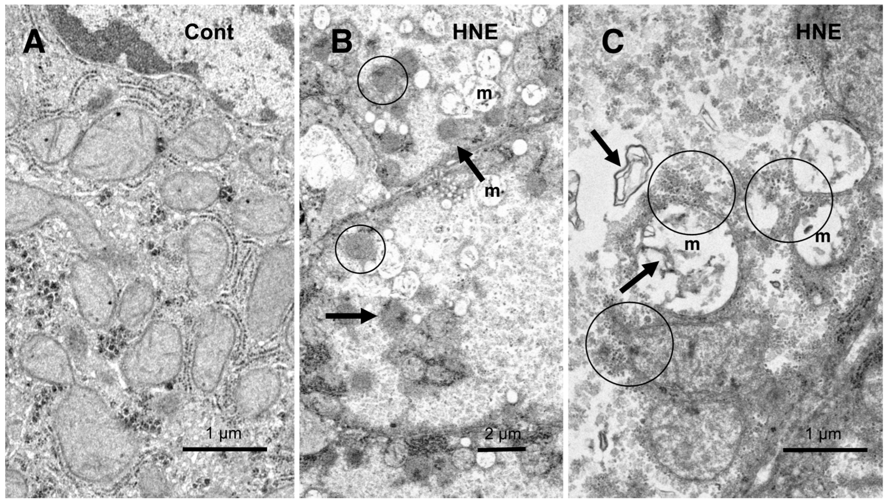 Preprints 69290 g009