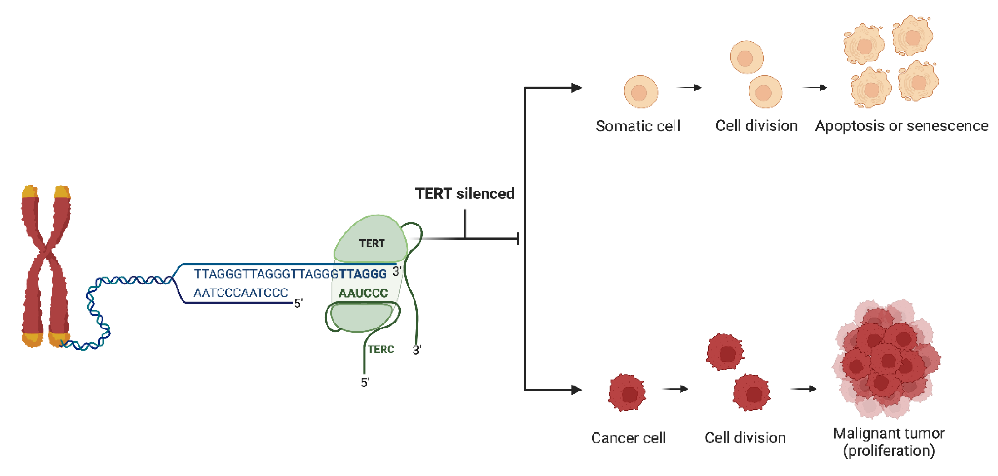 Preprints 115165 g002