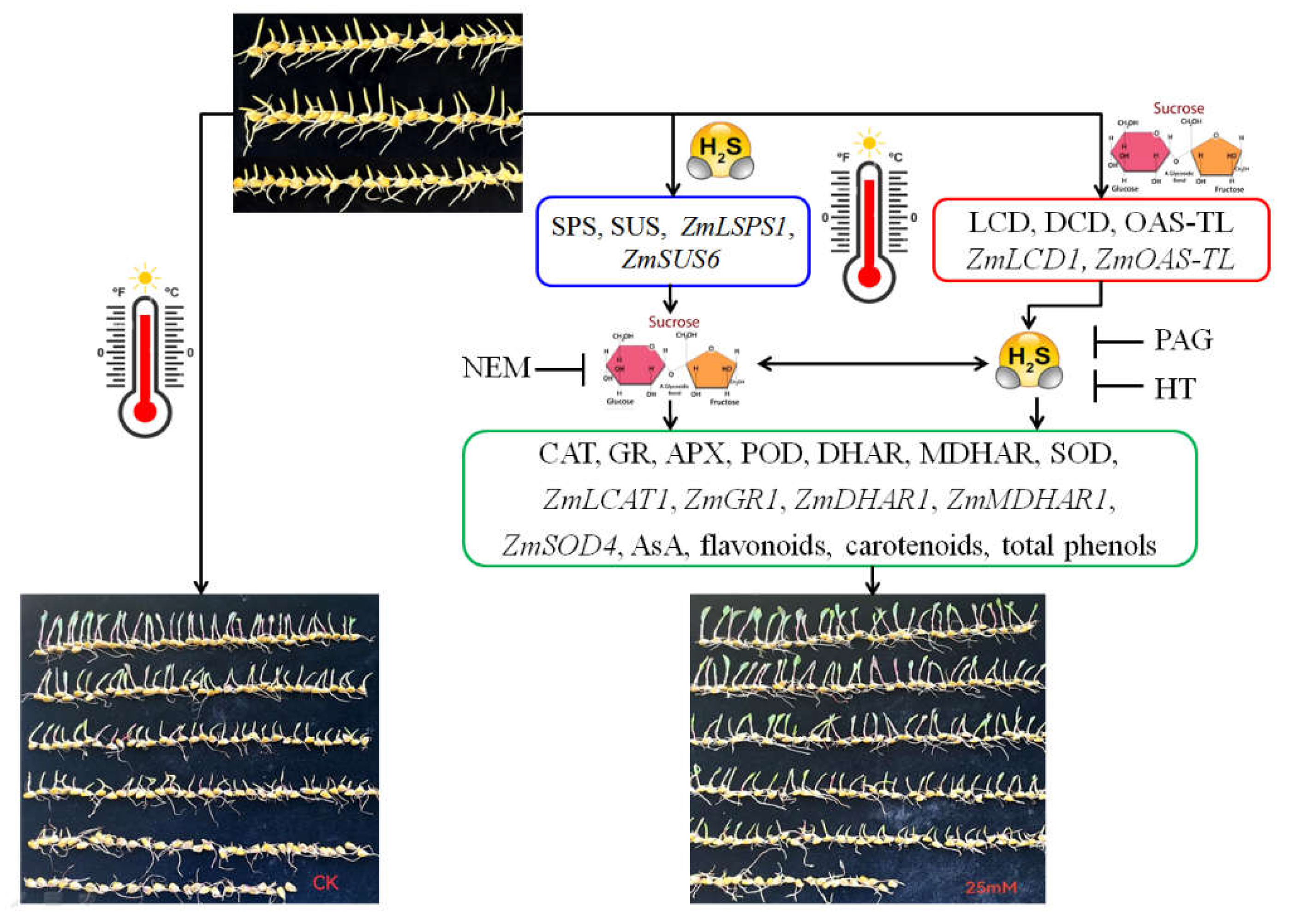 Preprints 106909 g008