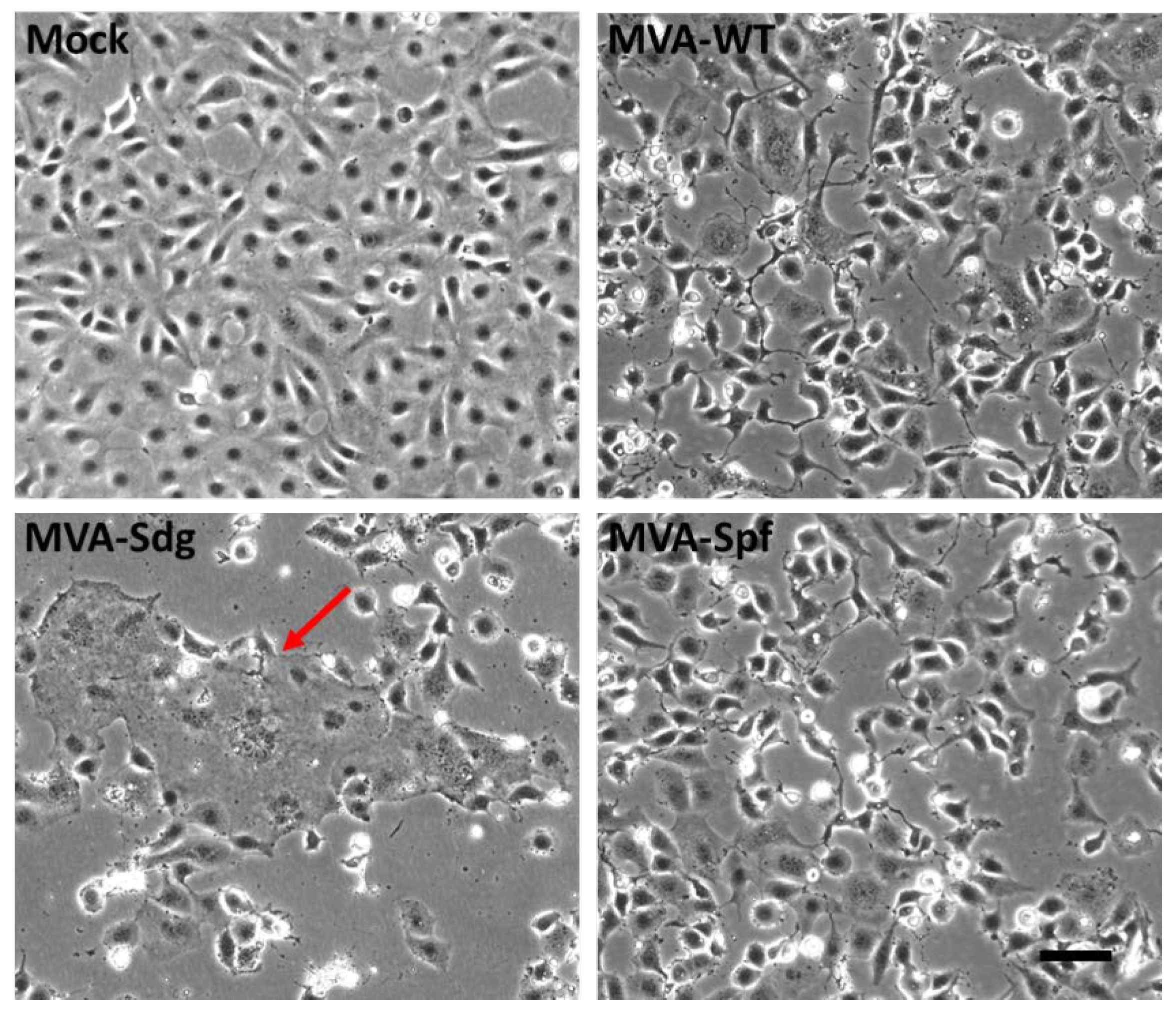 Preprints 72514 g002