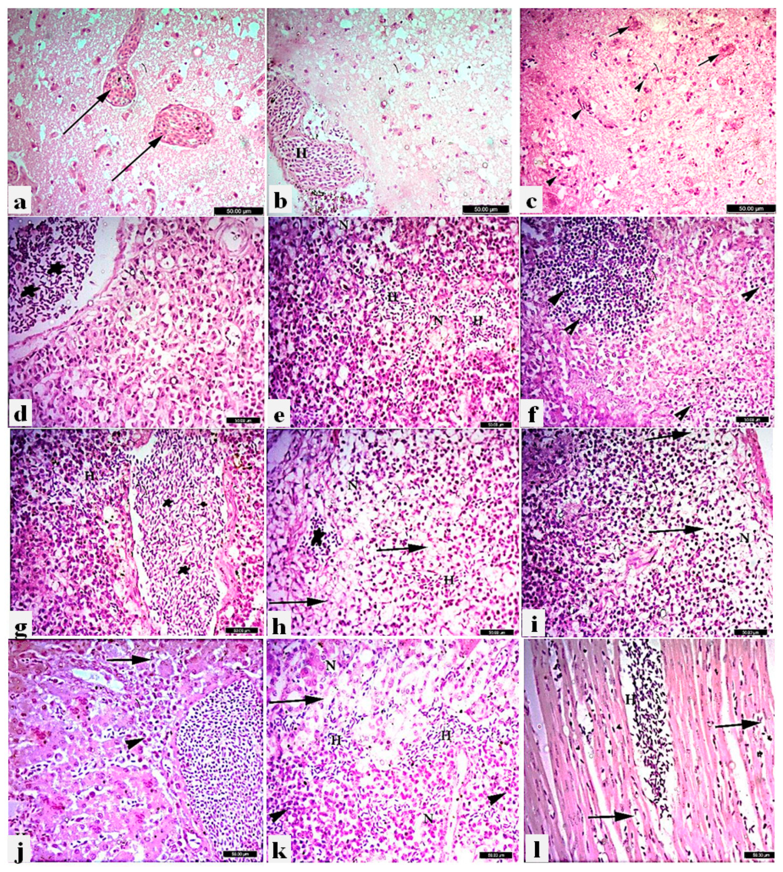 Preprints 116109 g005