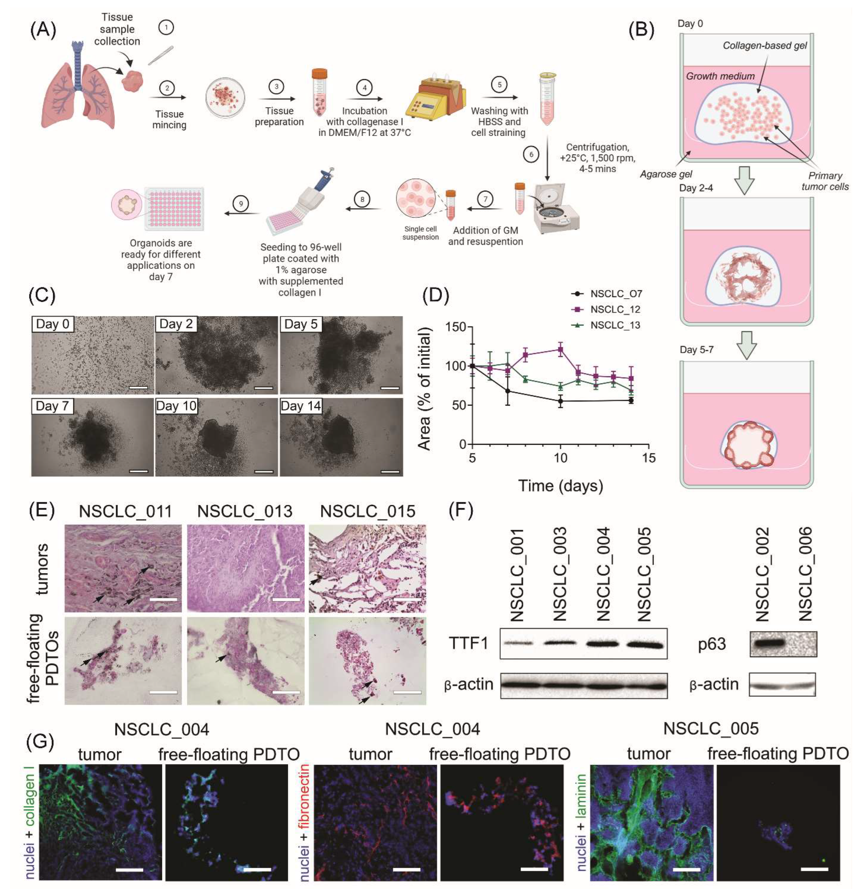 Preprints 94835 g001