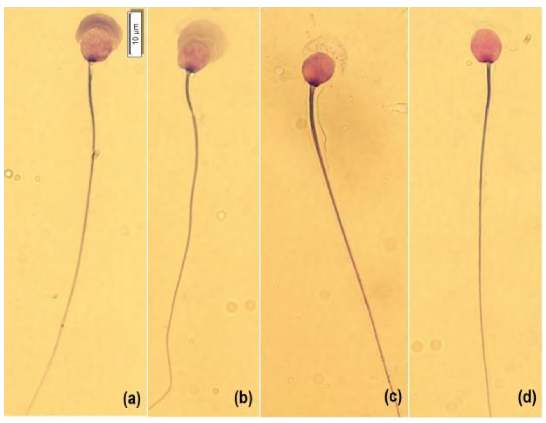 Preprints 72995 g001