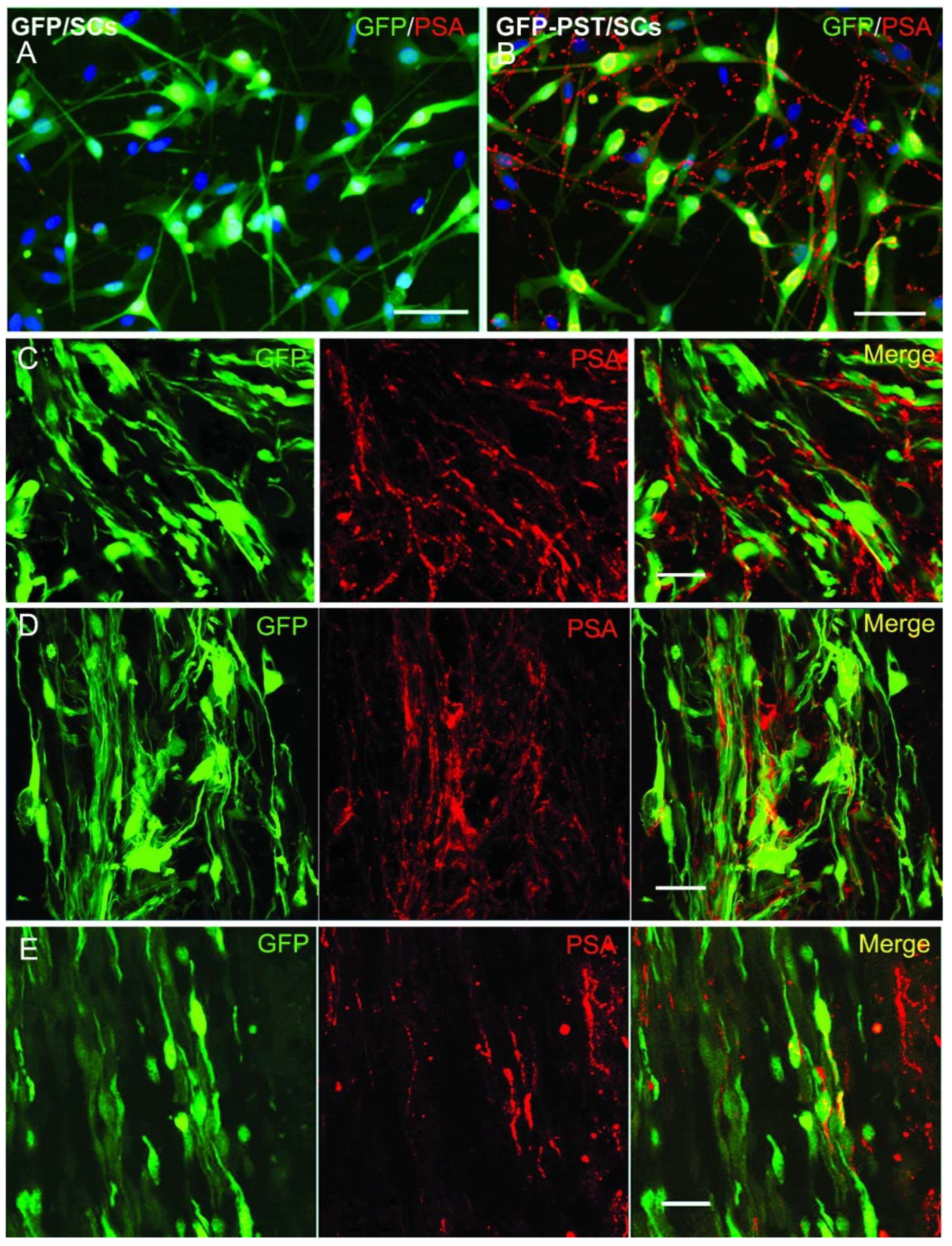 Preprints 81926 g001