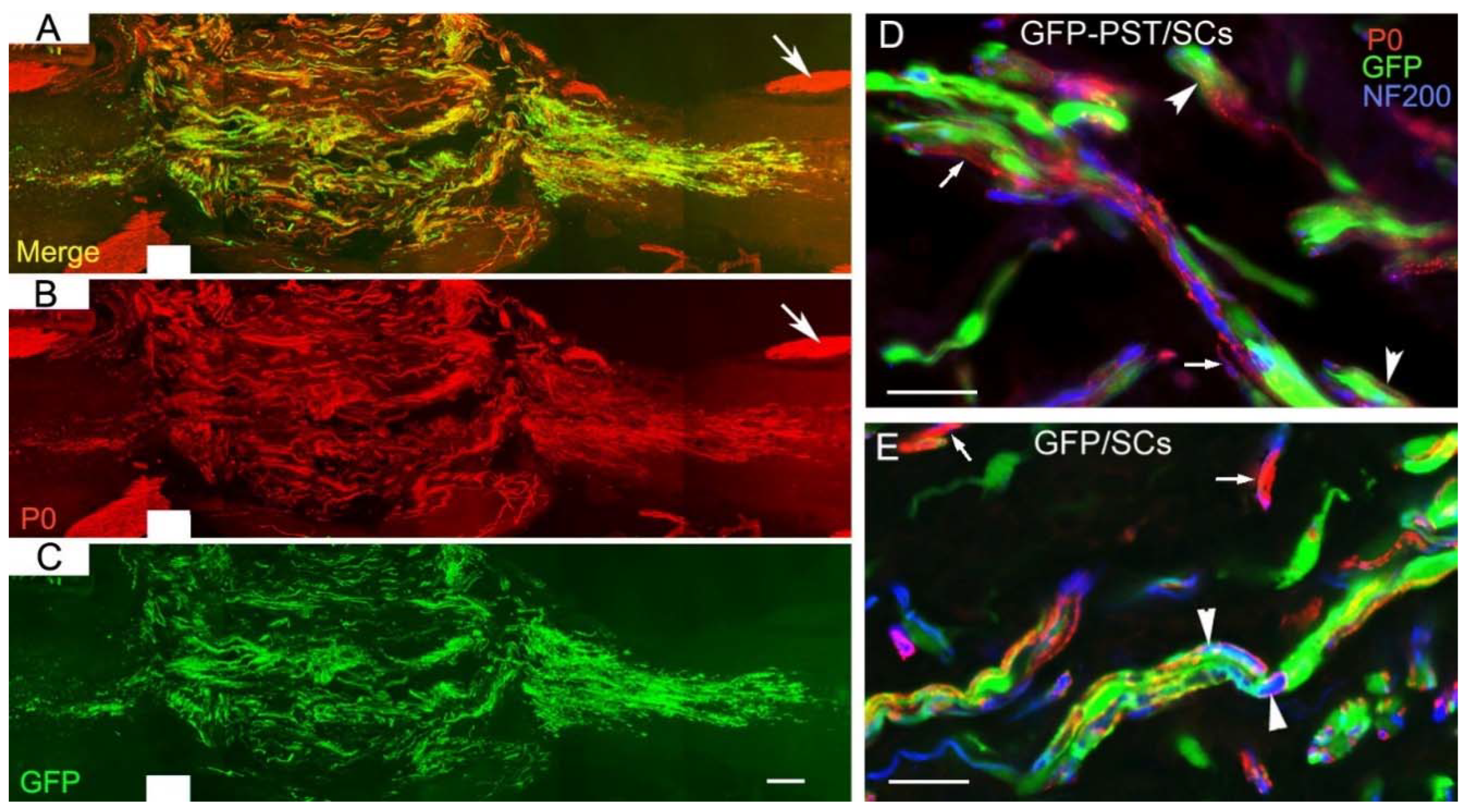 Preprints 81926 g006