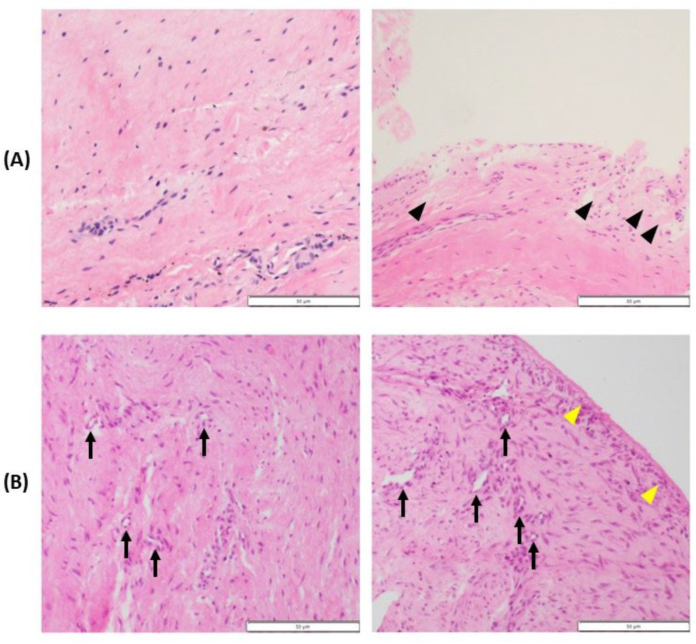 Preprints 111173 g007