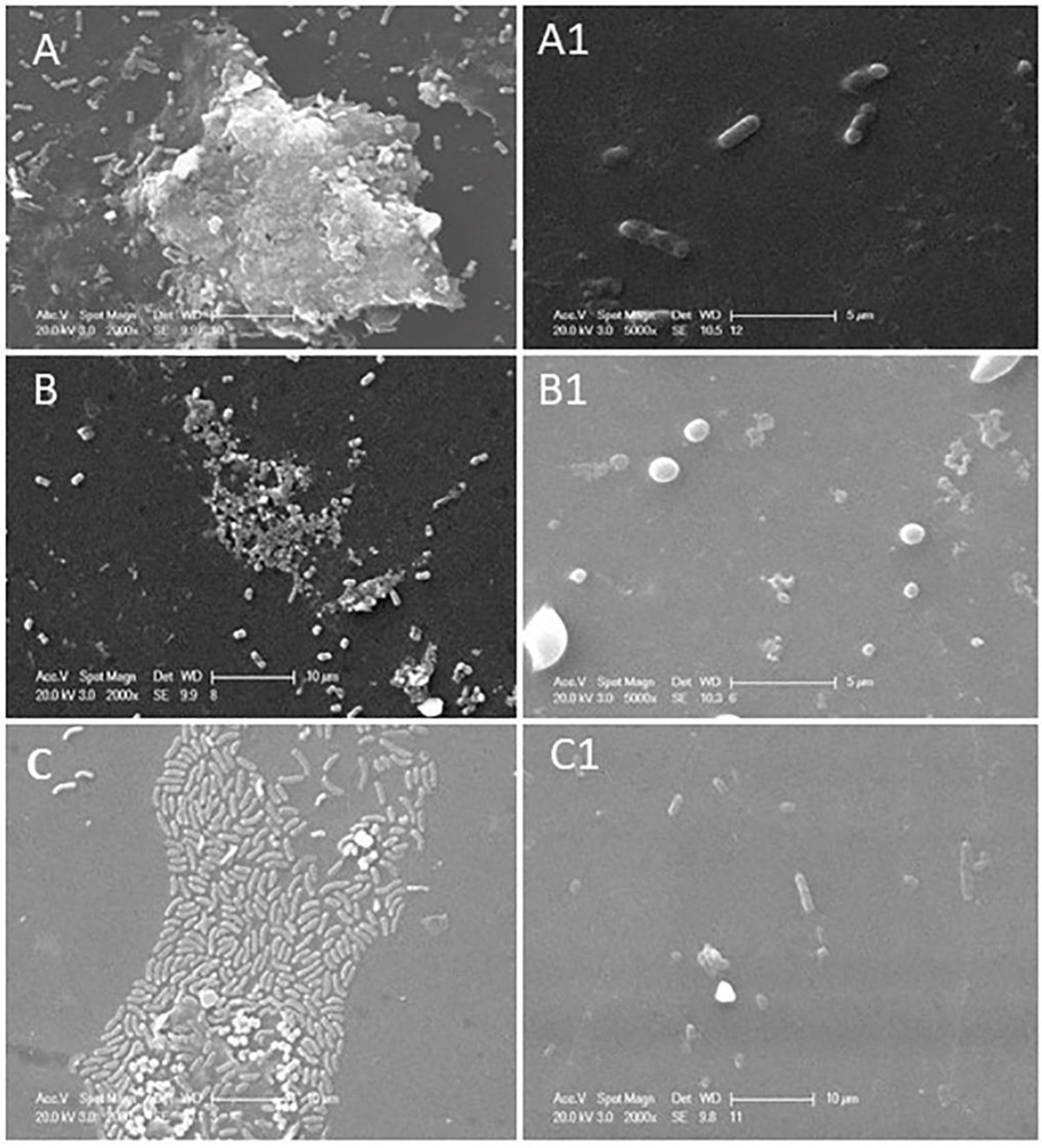 Preprints 110973 g002