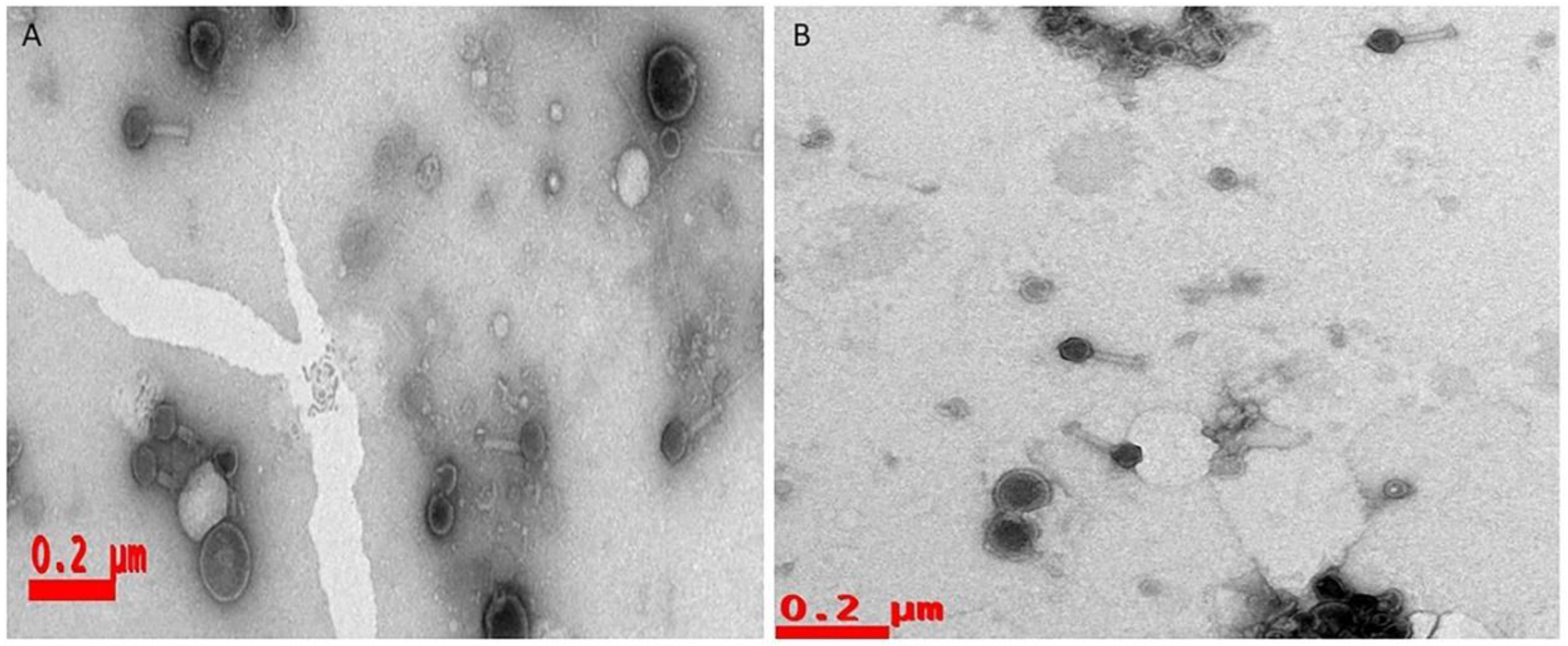 Preprints 110973 g004