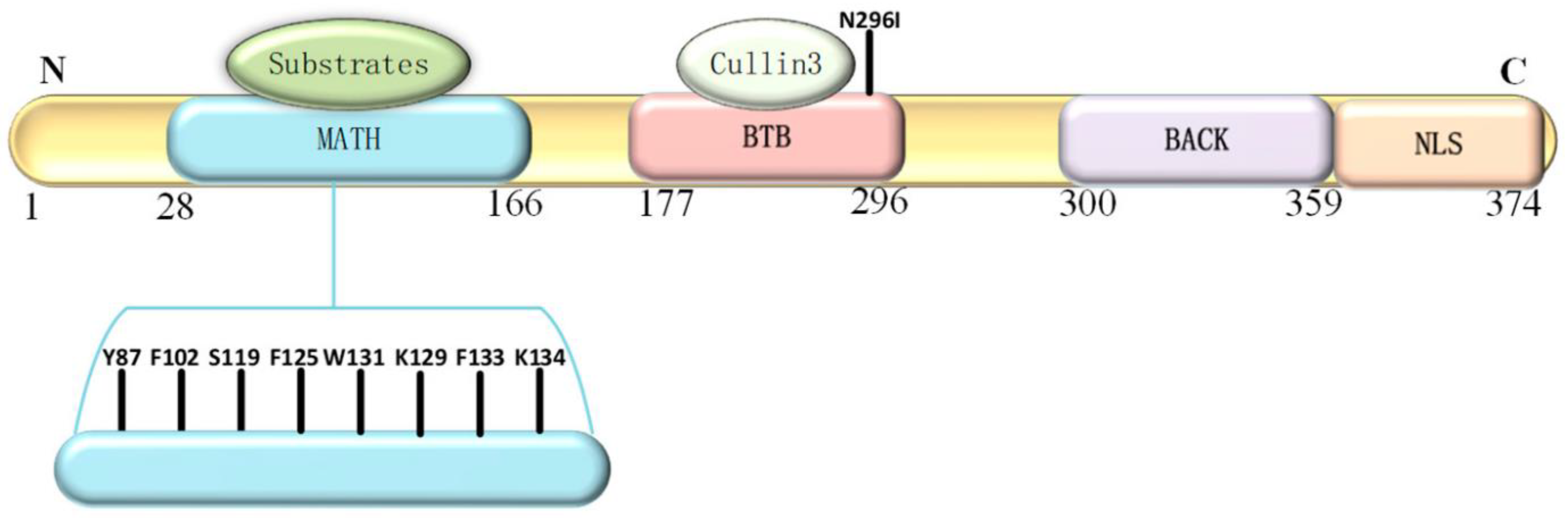 Preprints 87061 g002