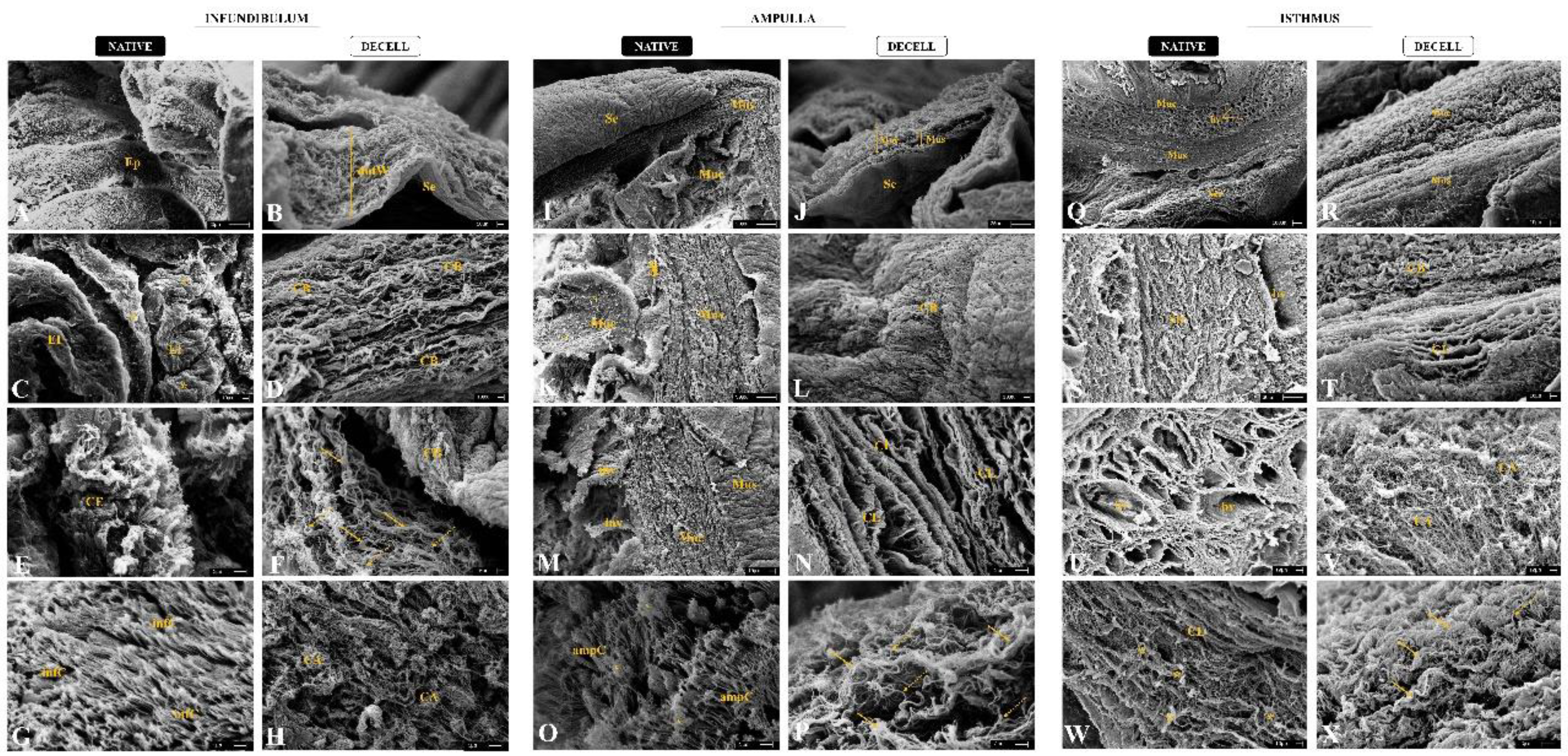 Preprints 107349 g005