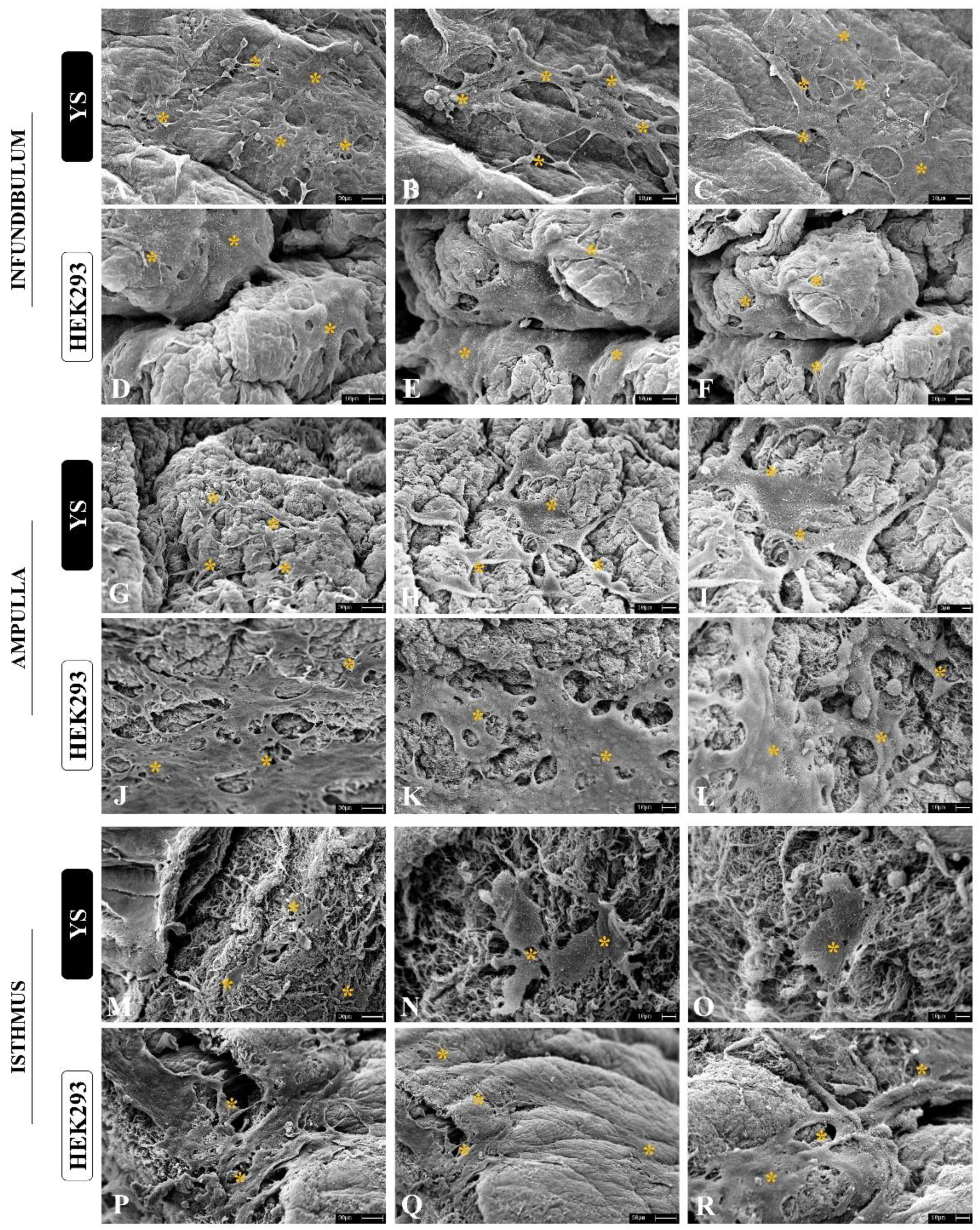 Preprints 107349 g008