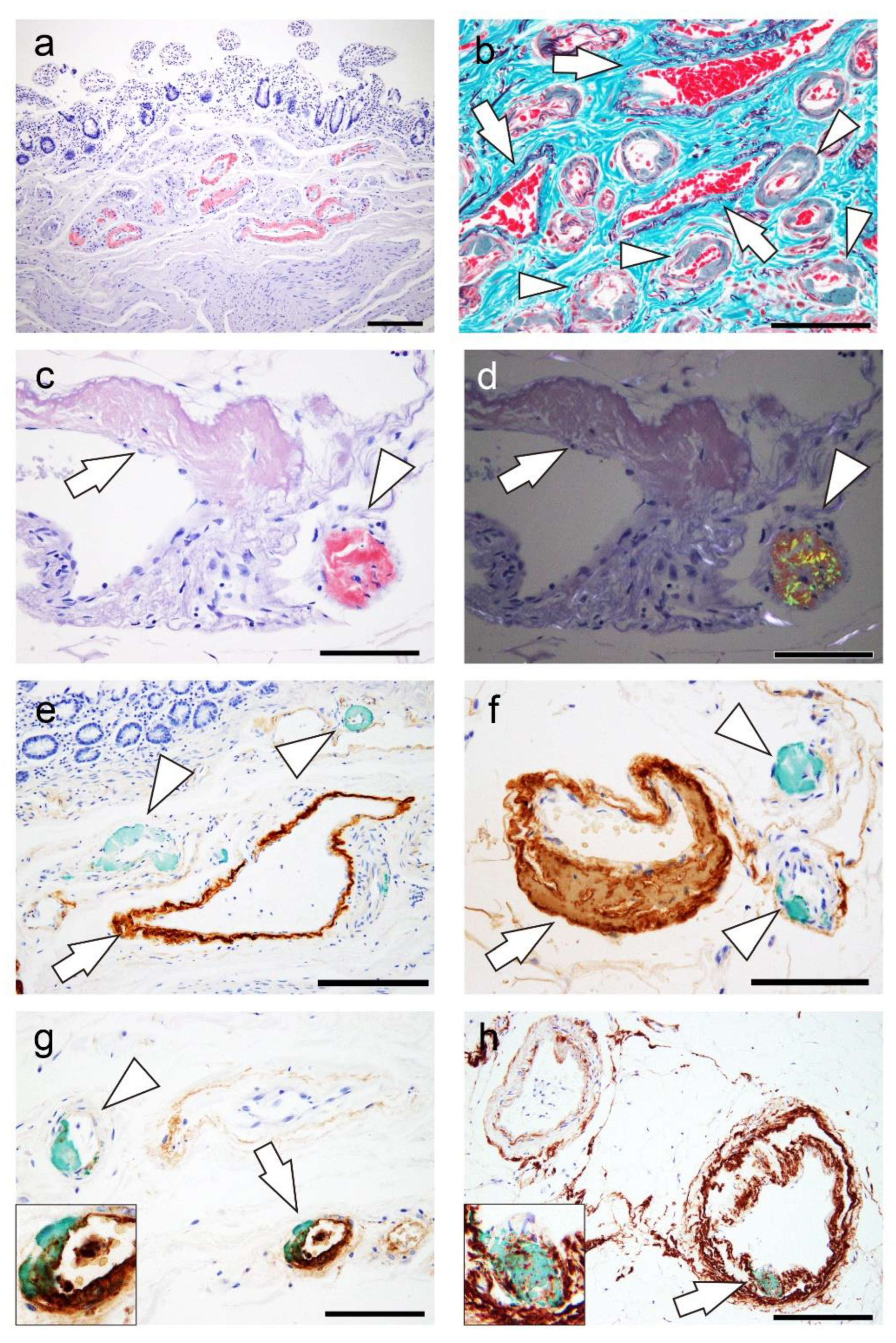 Preprints 109179 g002