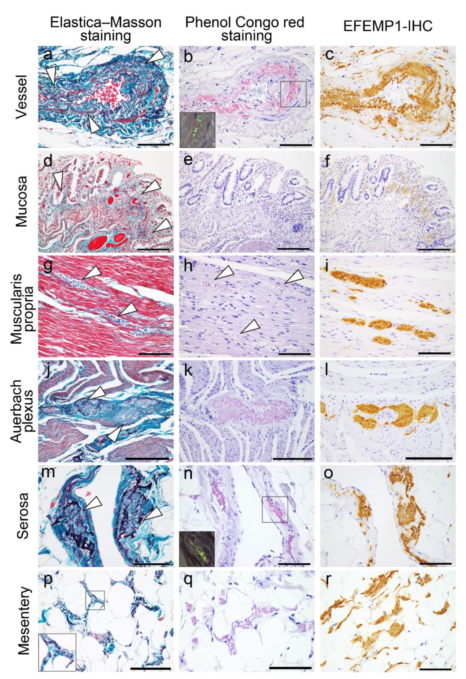 Preprints 109179 g005