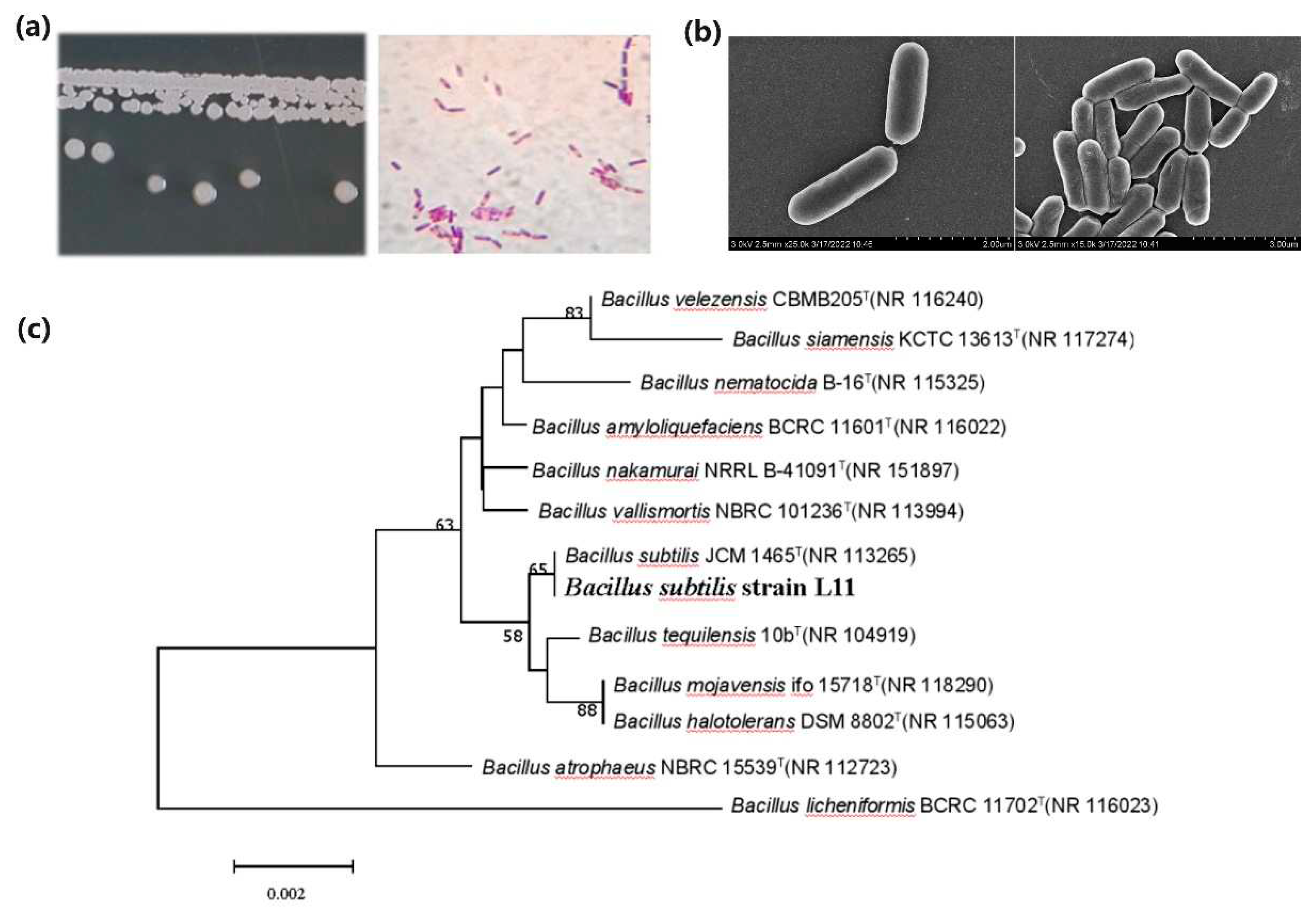 Preprints 96490 g001