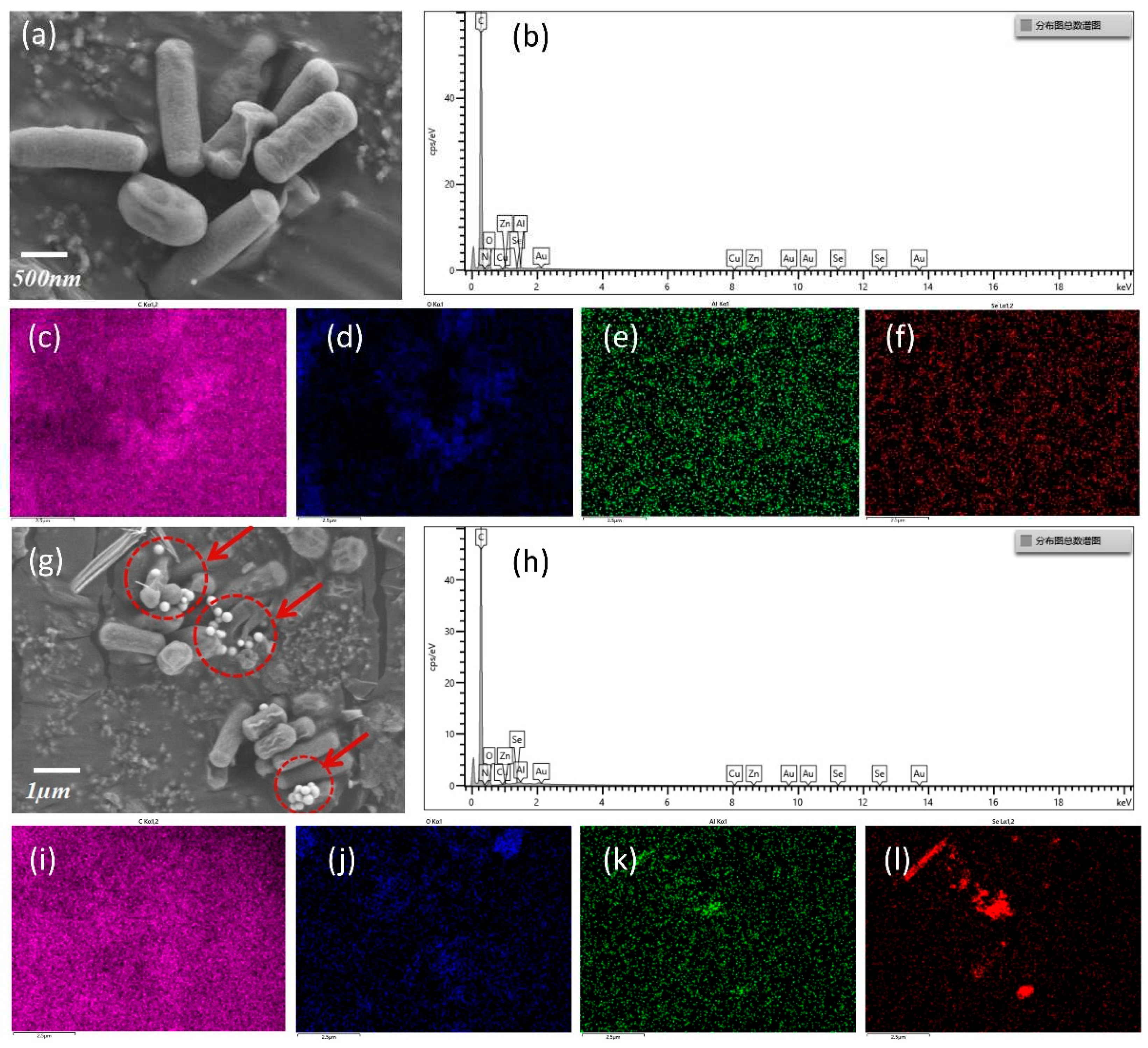 Preprints 96490 g005