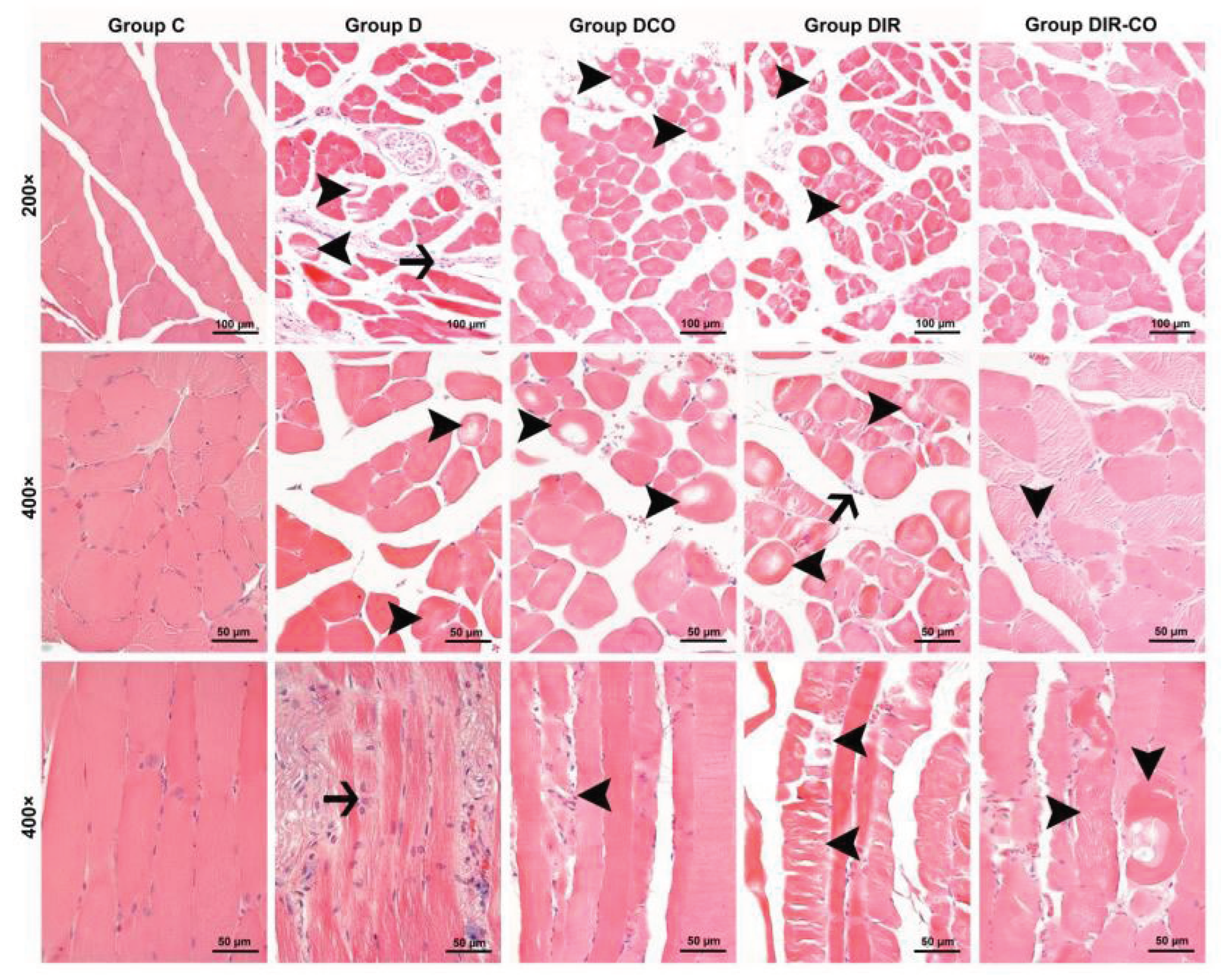 Preprints 99054 g001