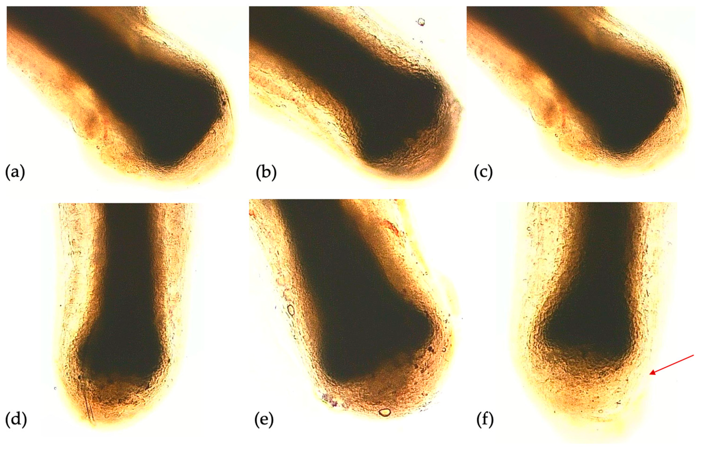 Preprints 89548 g003