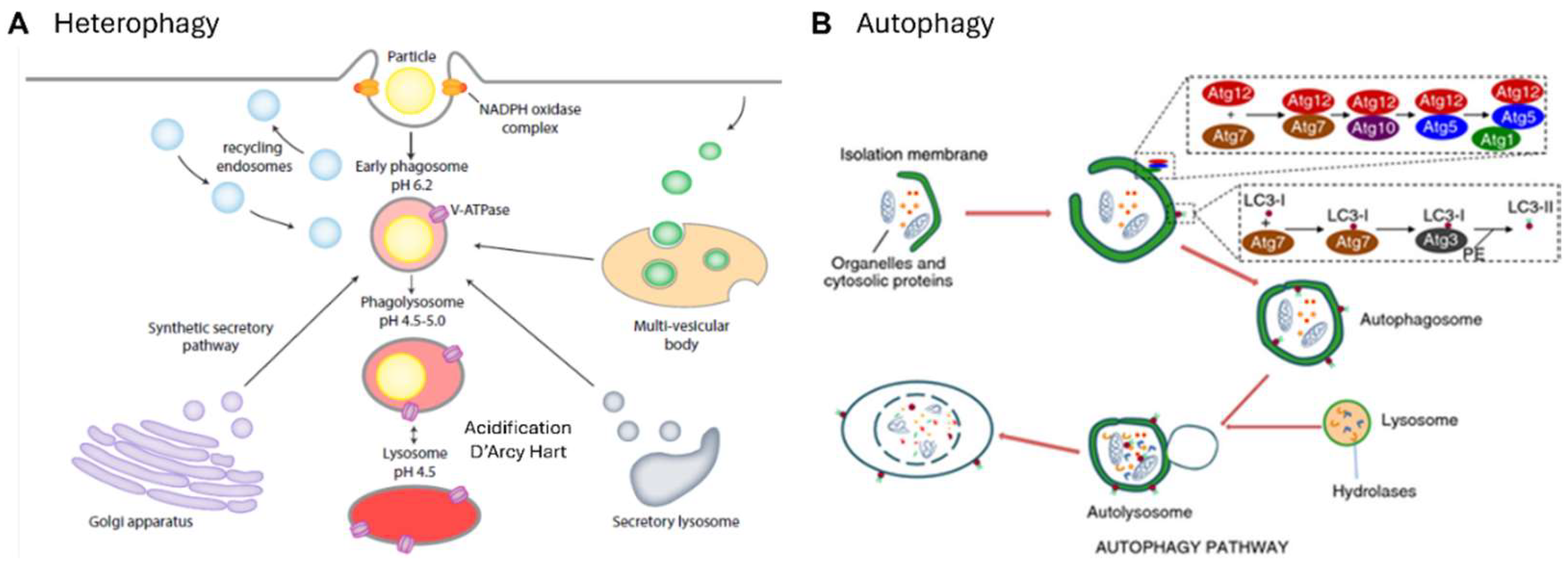 Preprints 113077 g006