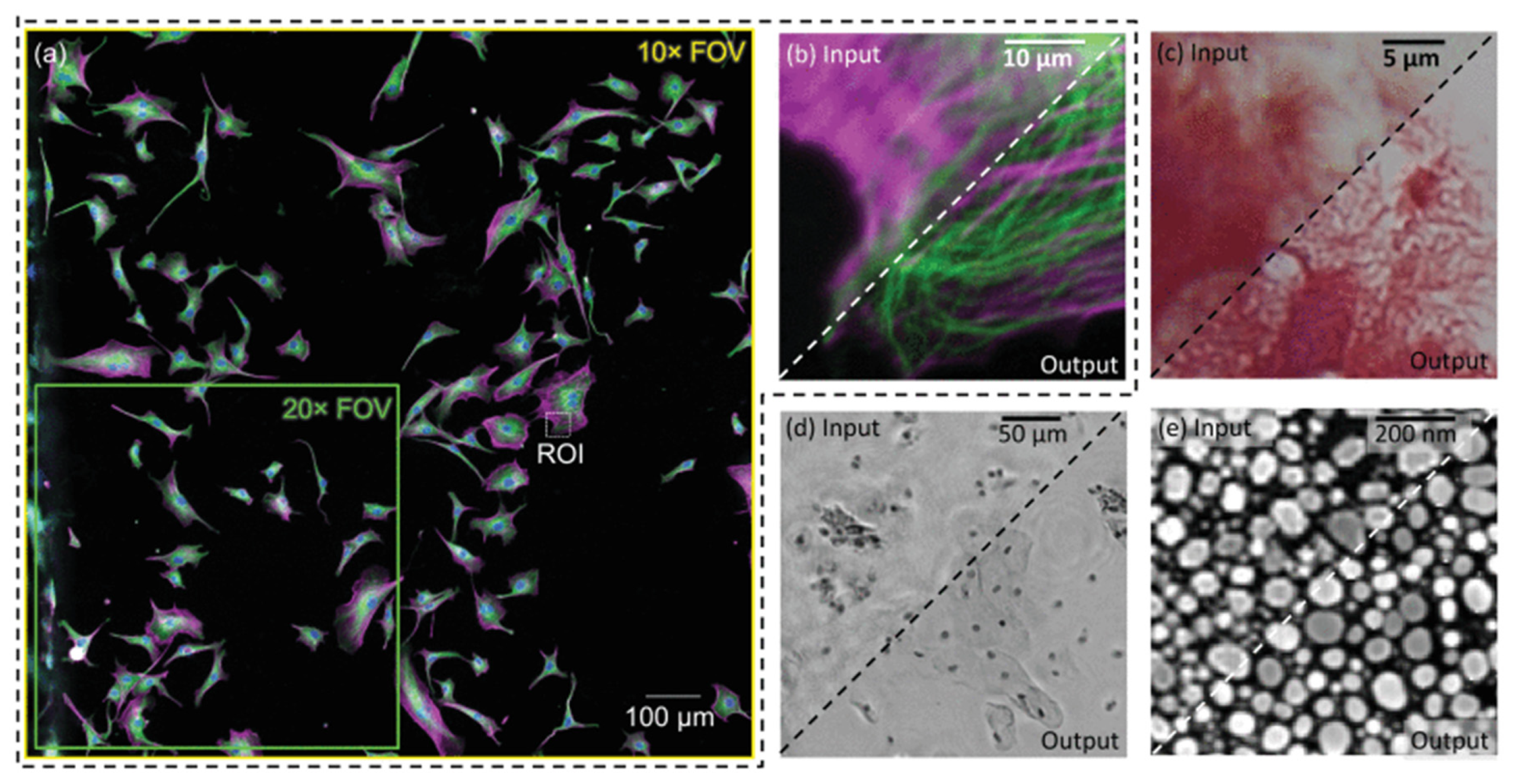 Preprints 110263 g006