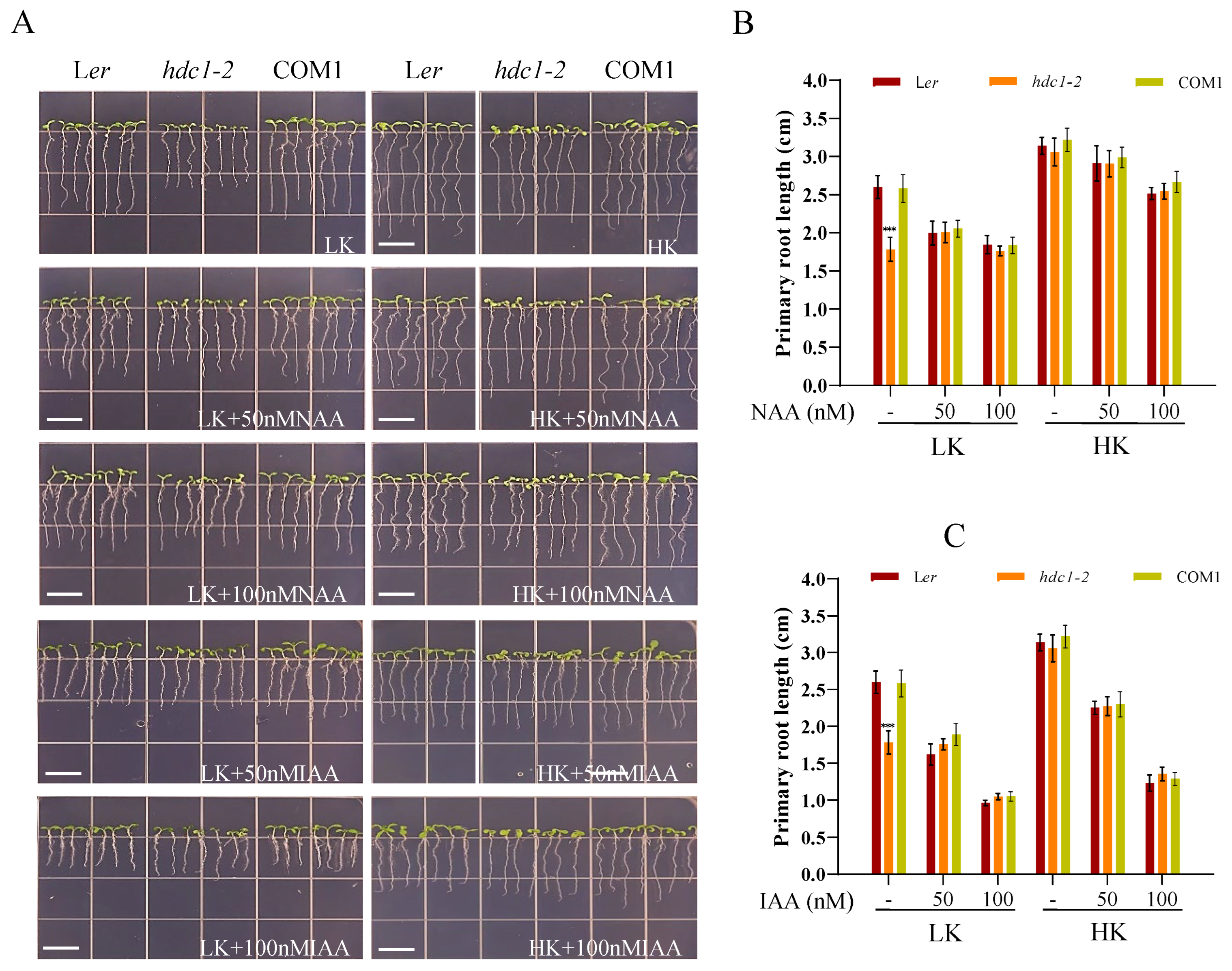 Preprints 121038 g005