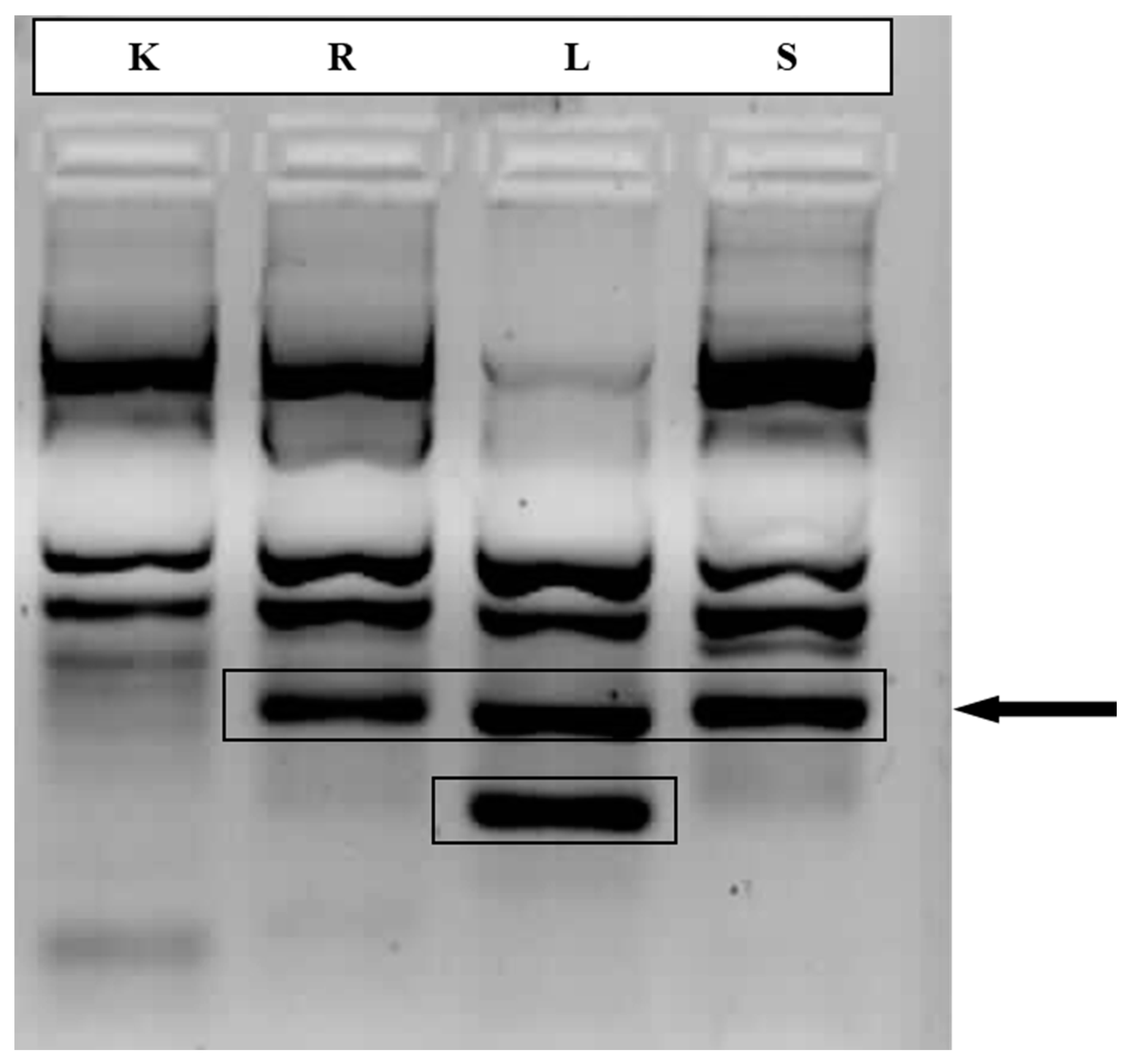 Preprints 90084 g002