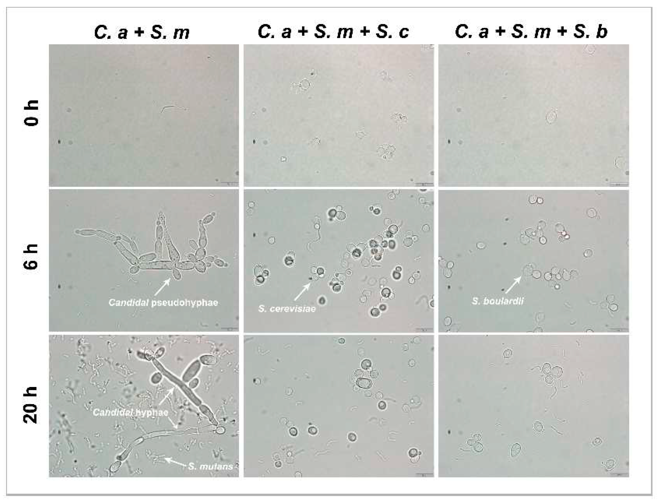 Preprints 96093 g007