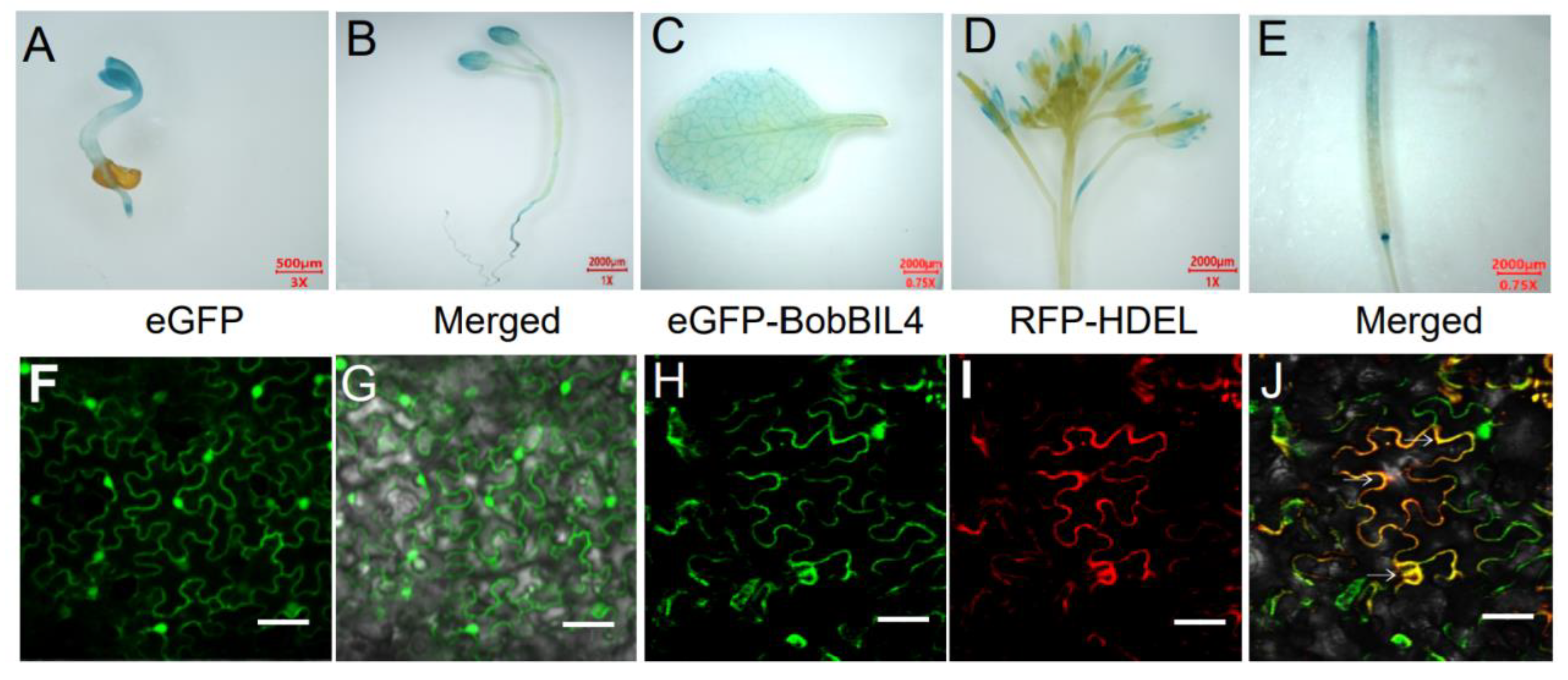 Preprints 115718 g004