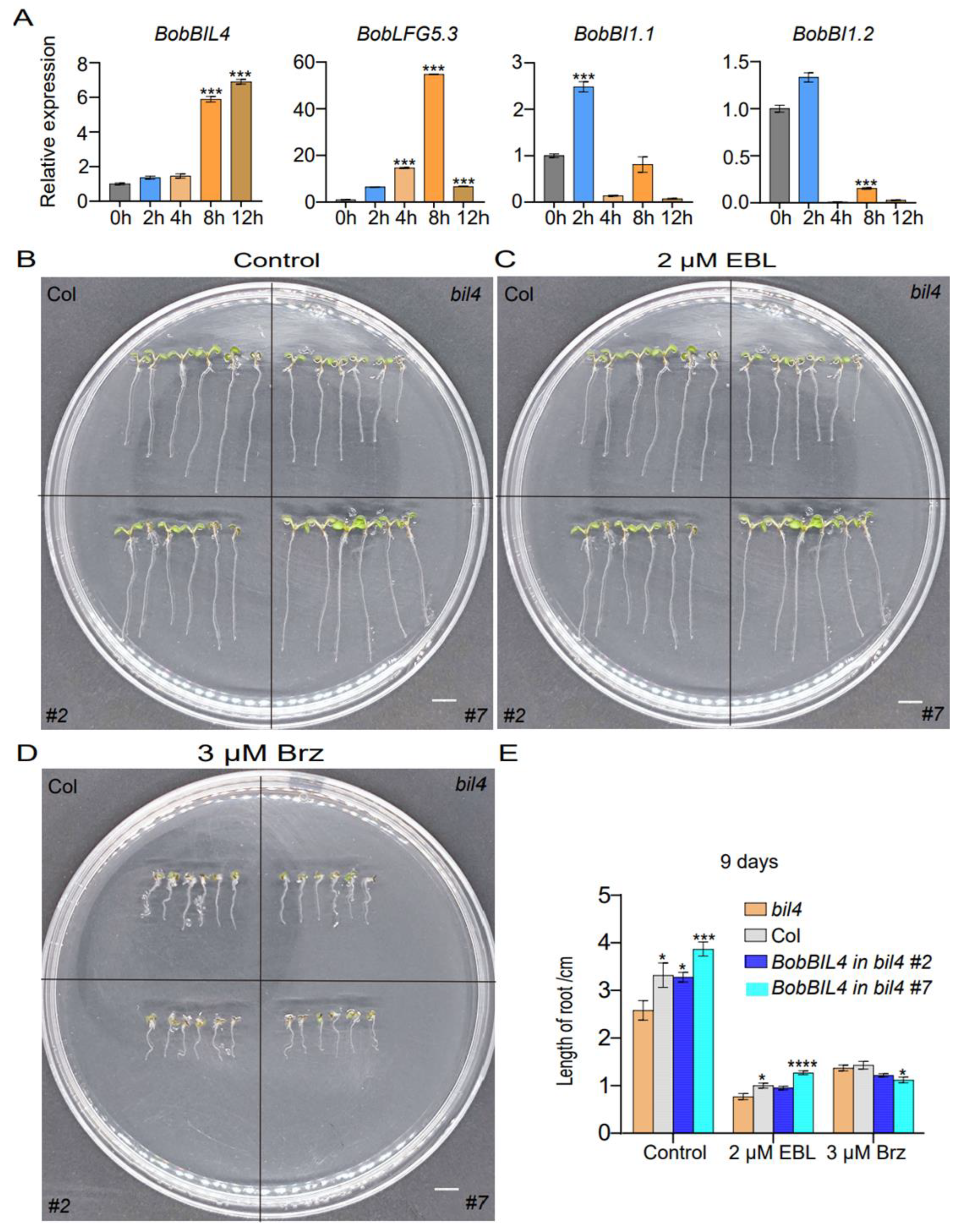 Preprints 115718 g005