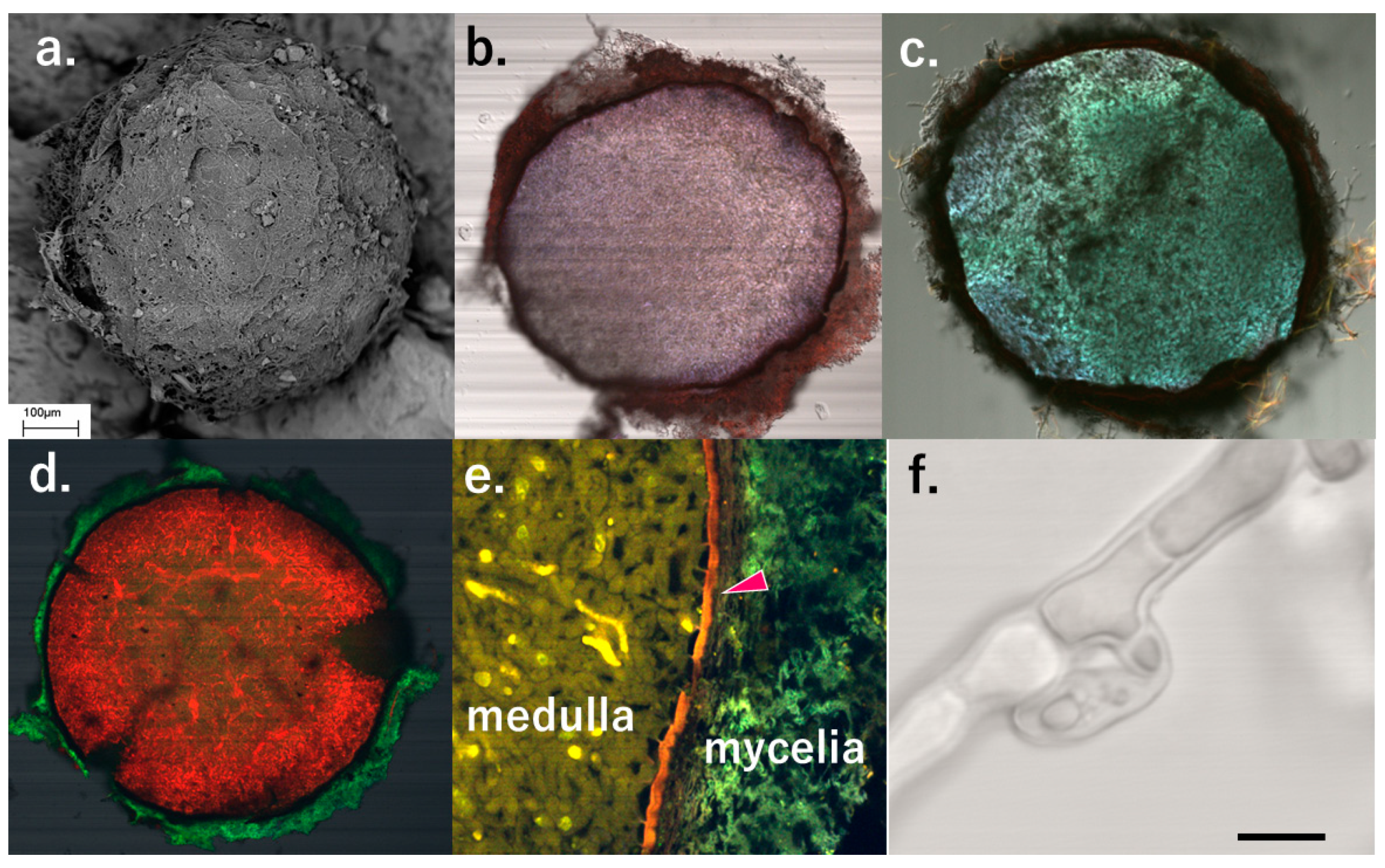 Preprints 97361 g002