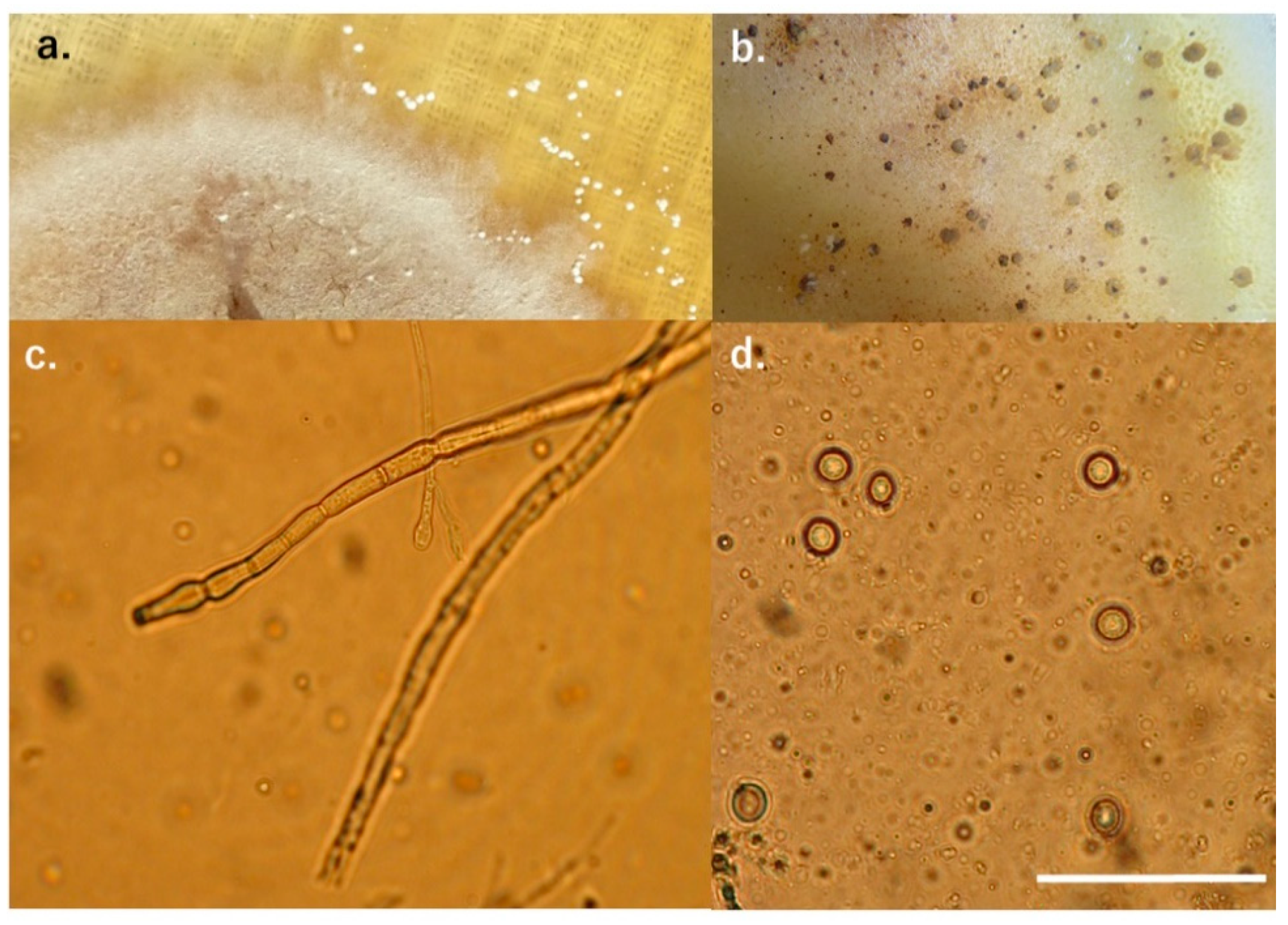 Preprints 97361 g003