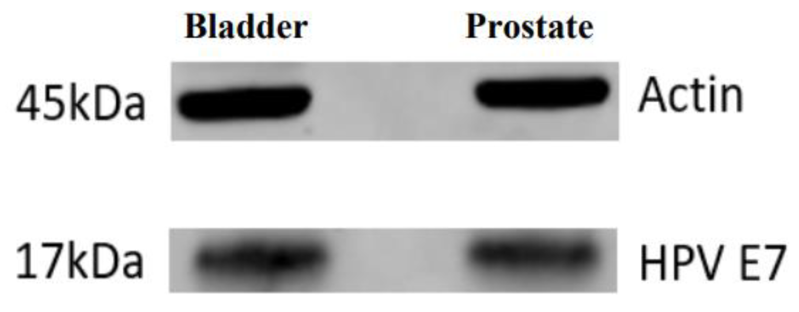 Preprints 98352 g006