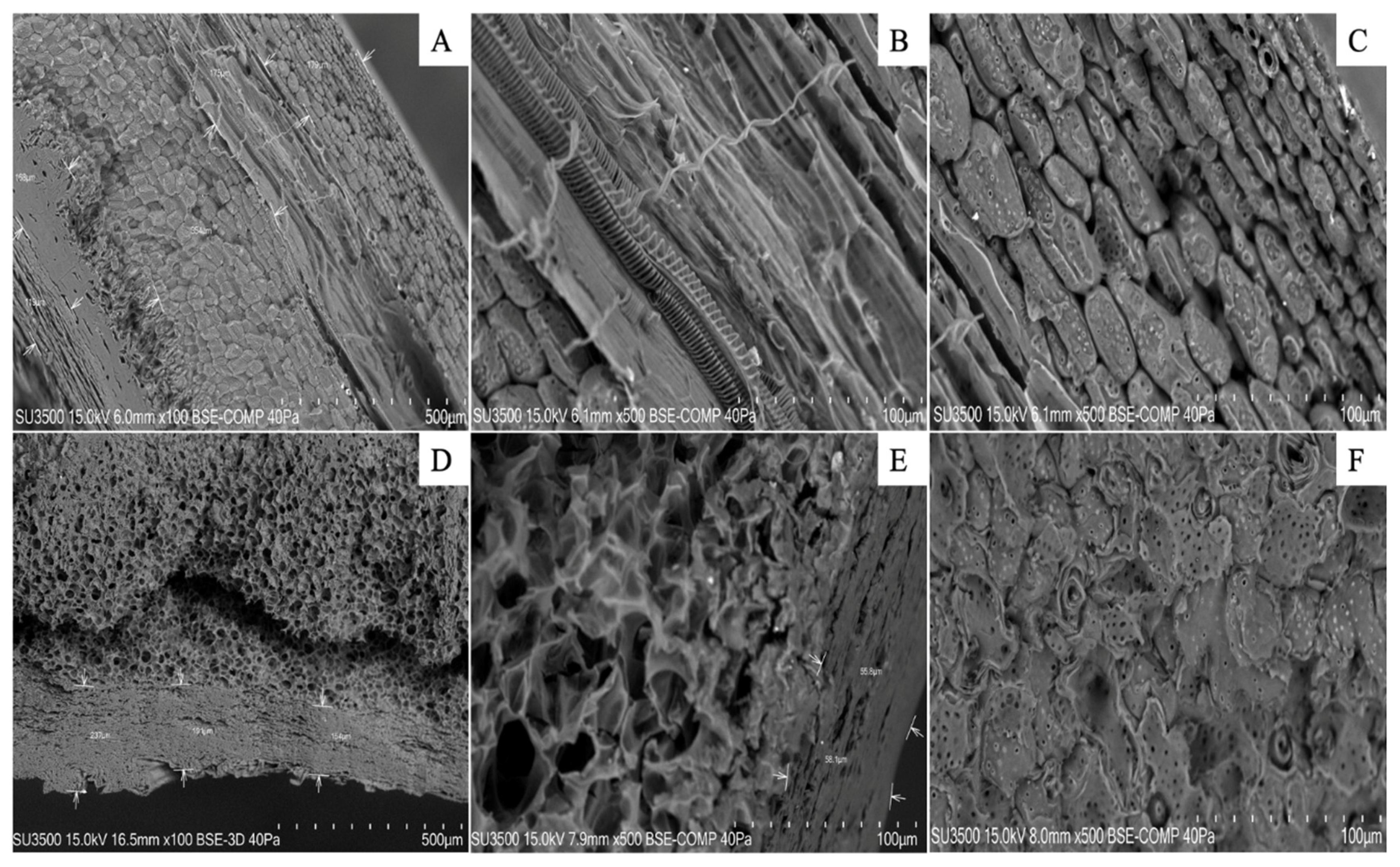 Preprints 109126 g005