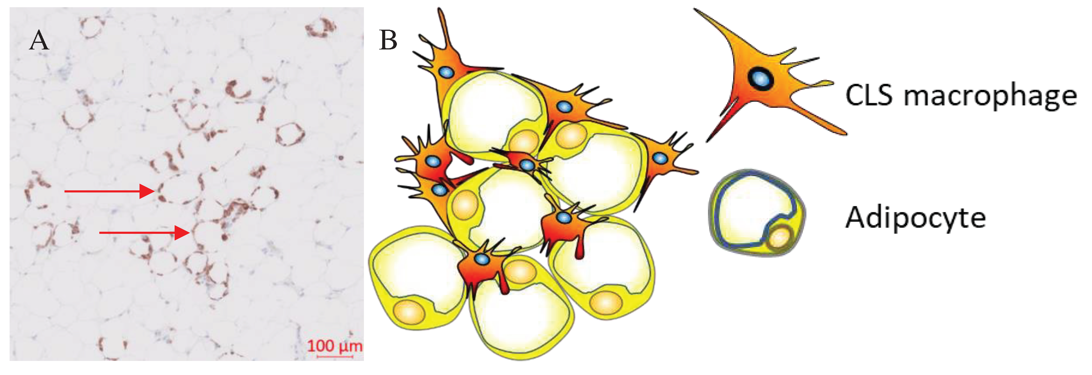 Preprints 69099 g001