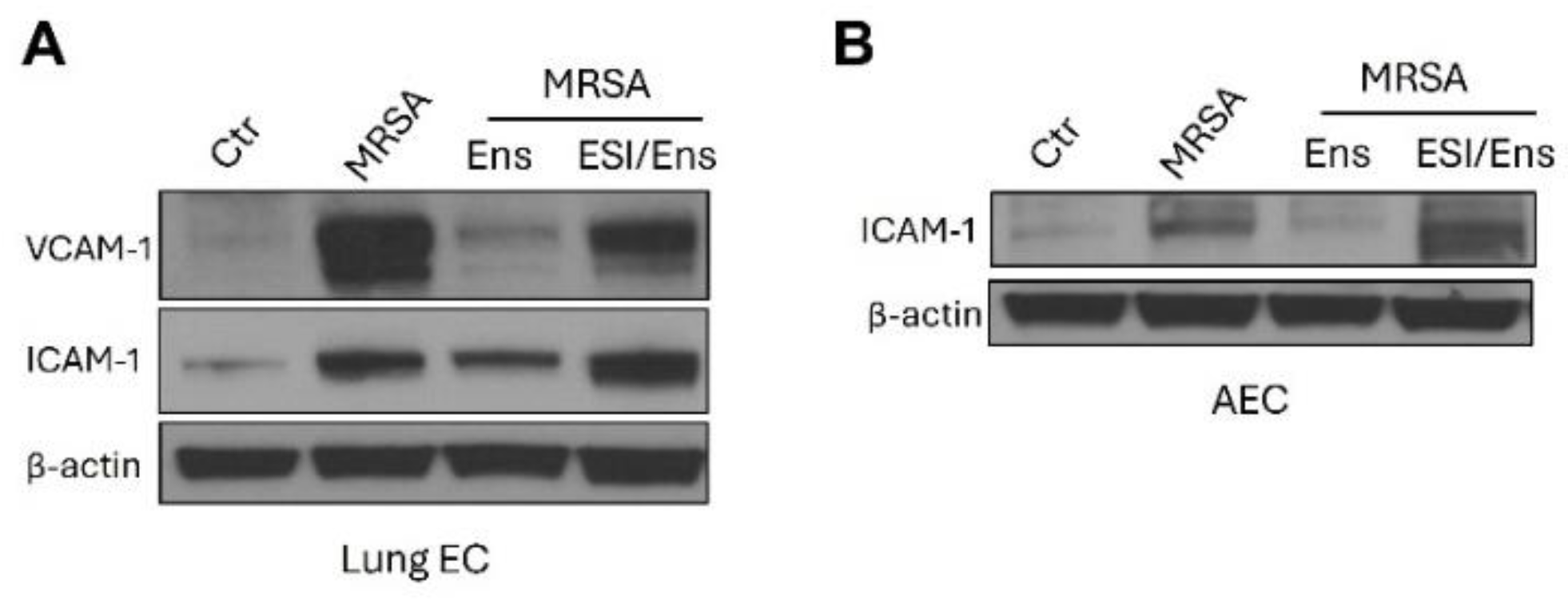 Preprints 117846 g007