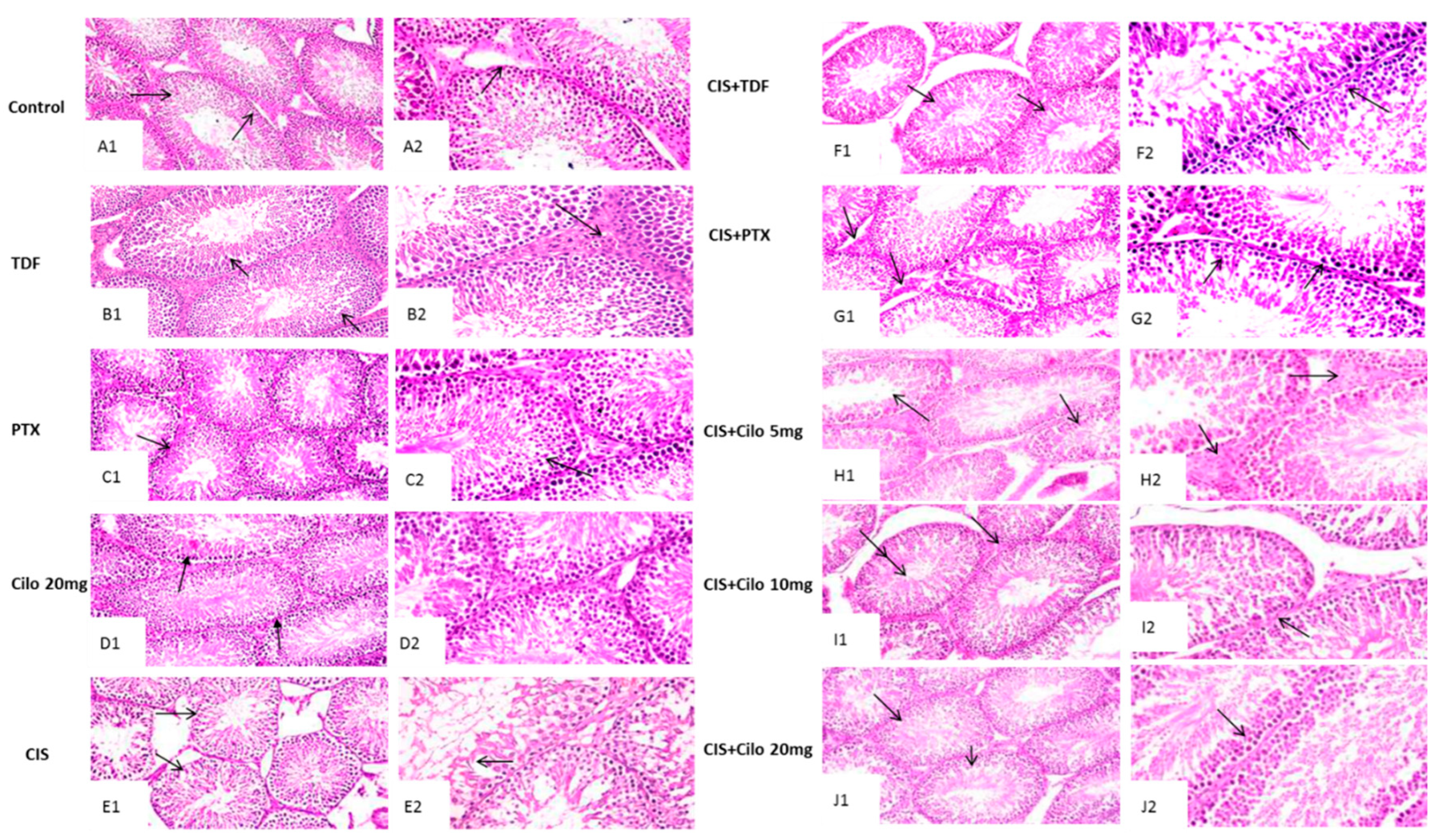 Preprints 74700 g001