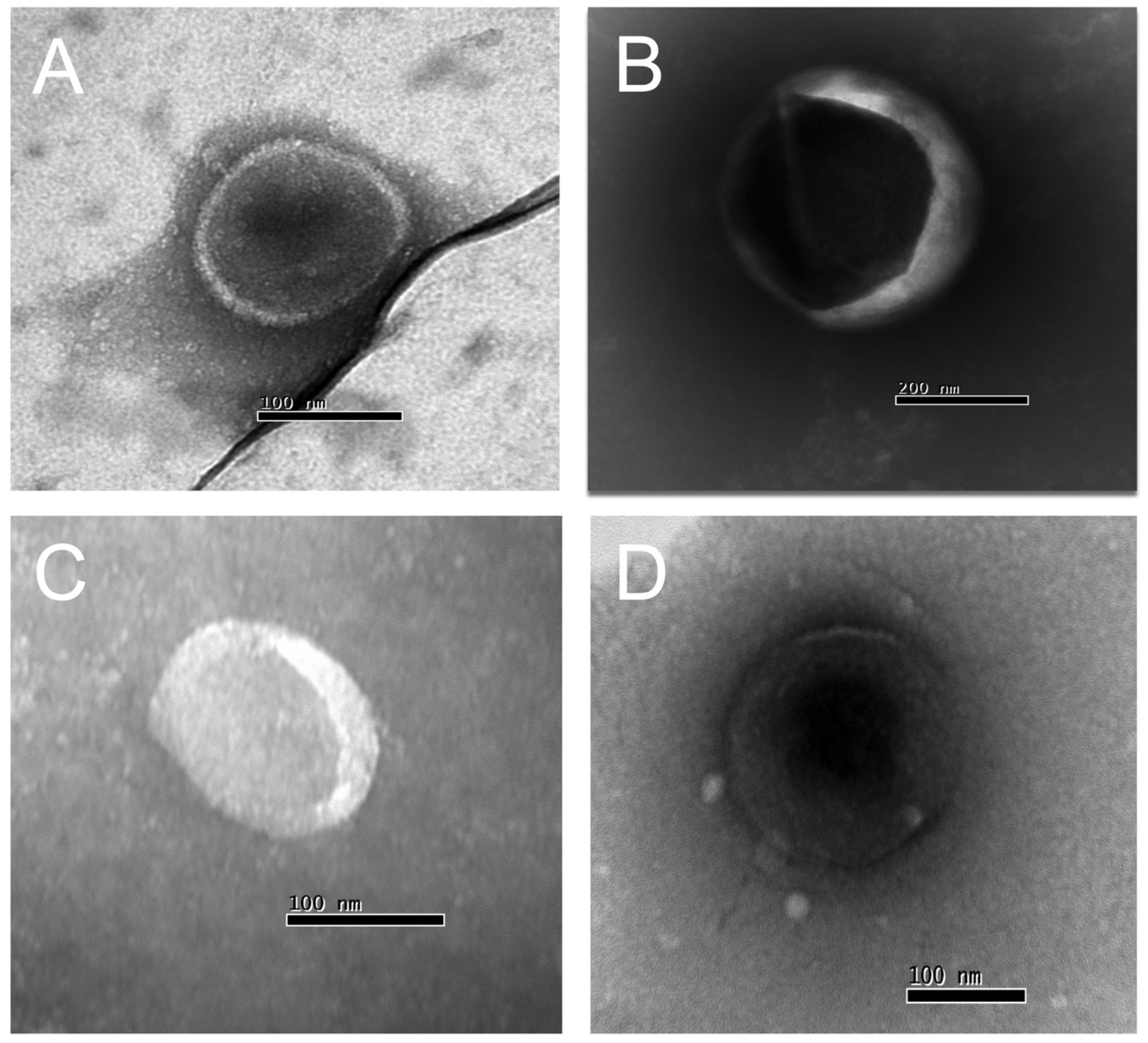 Preprints 93669 g002