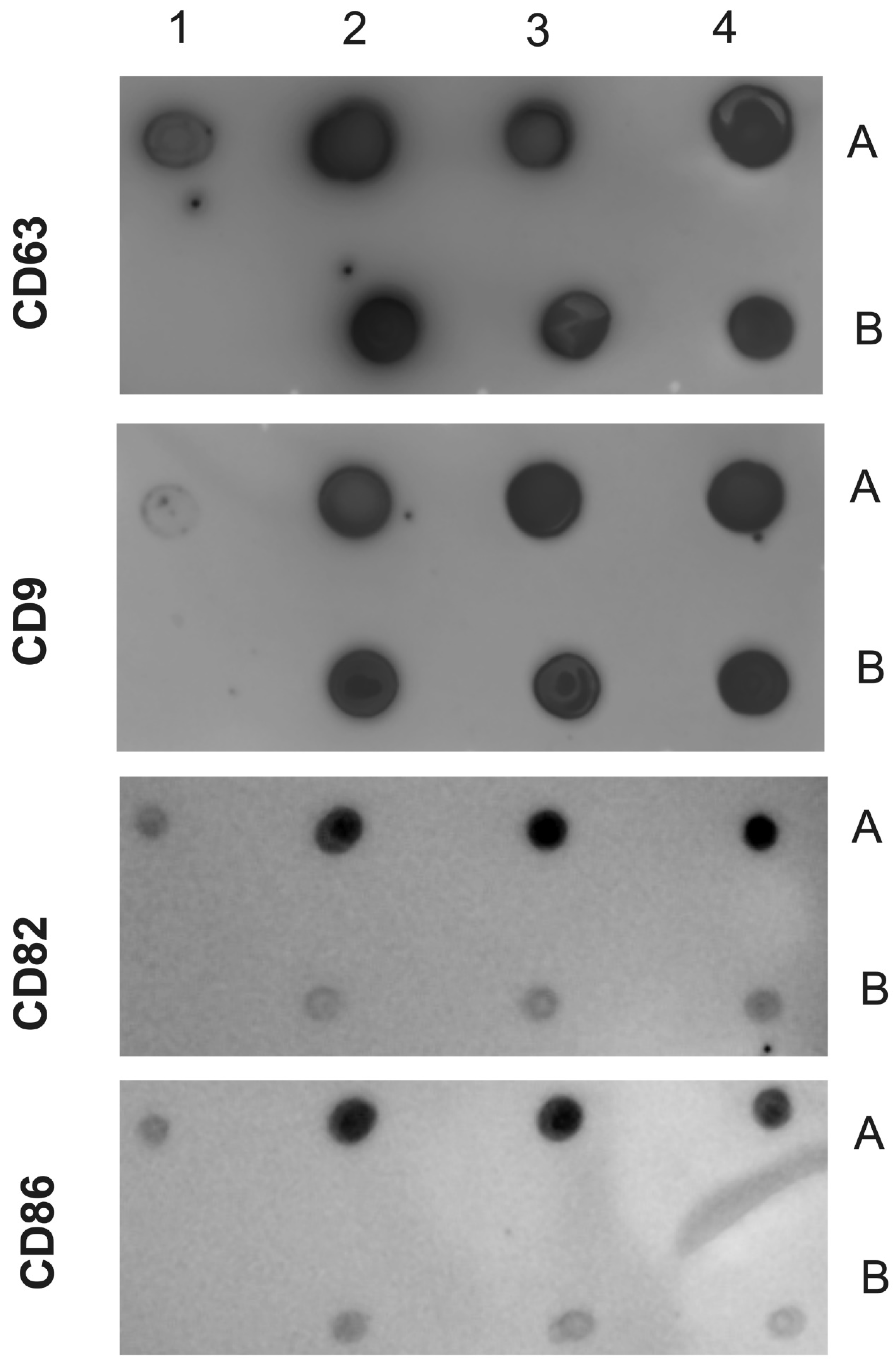 Preprints 93669 g003