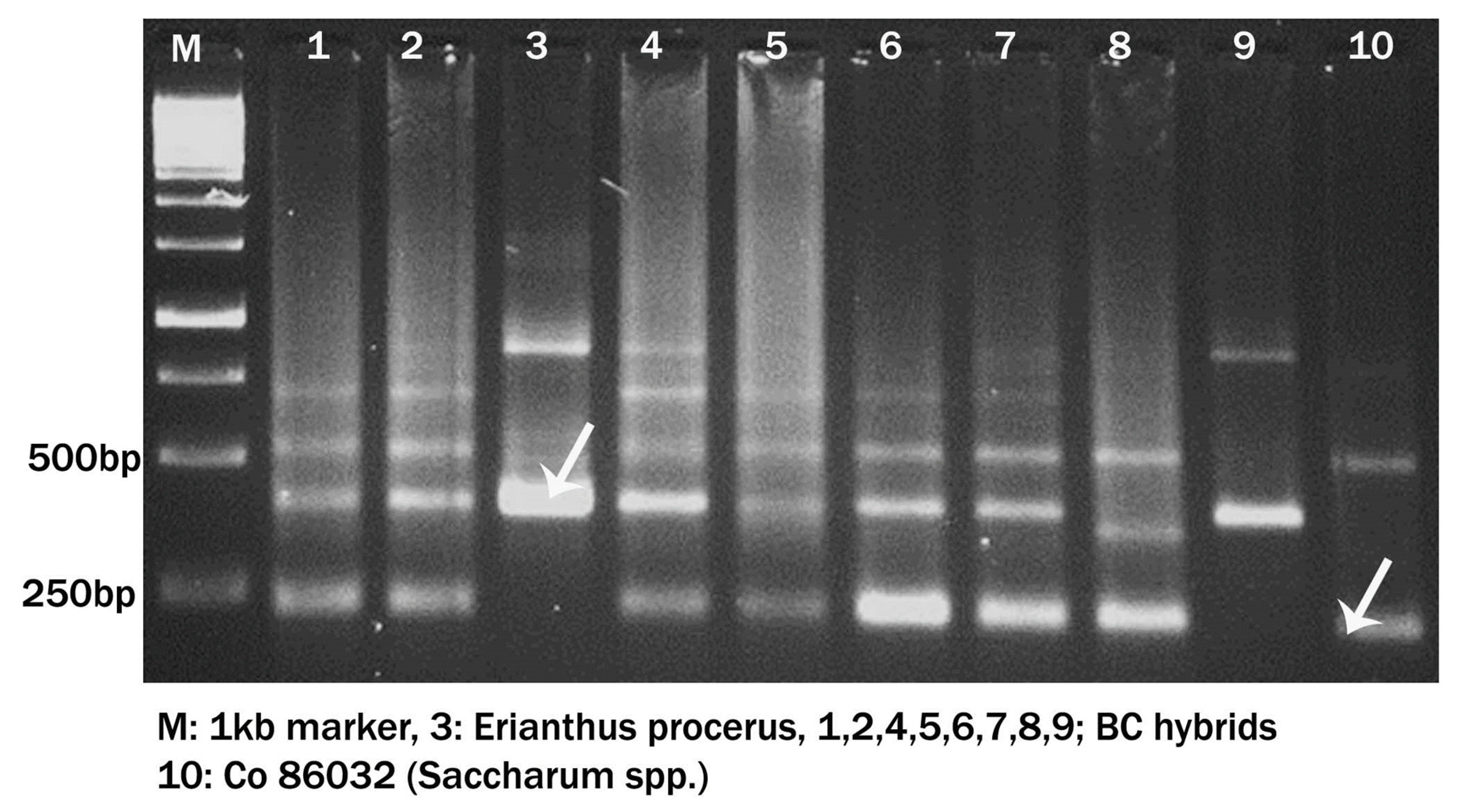 Preprints 93778 g009